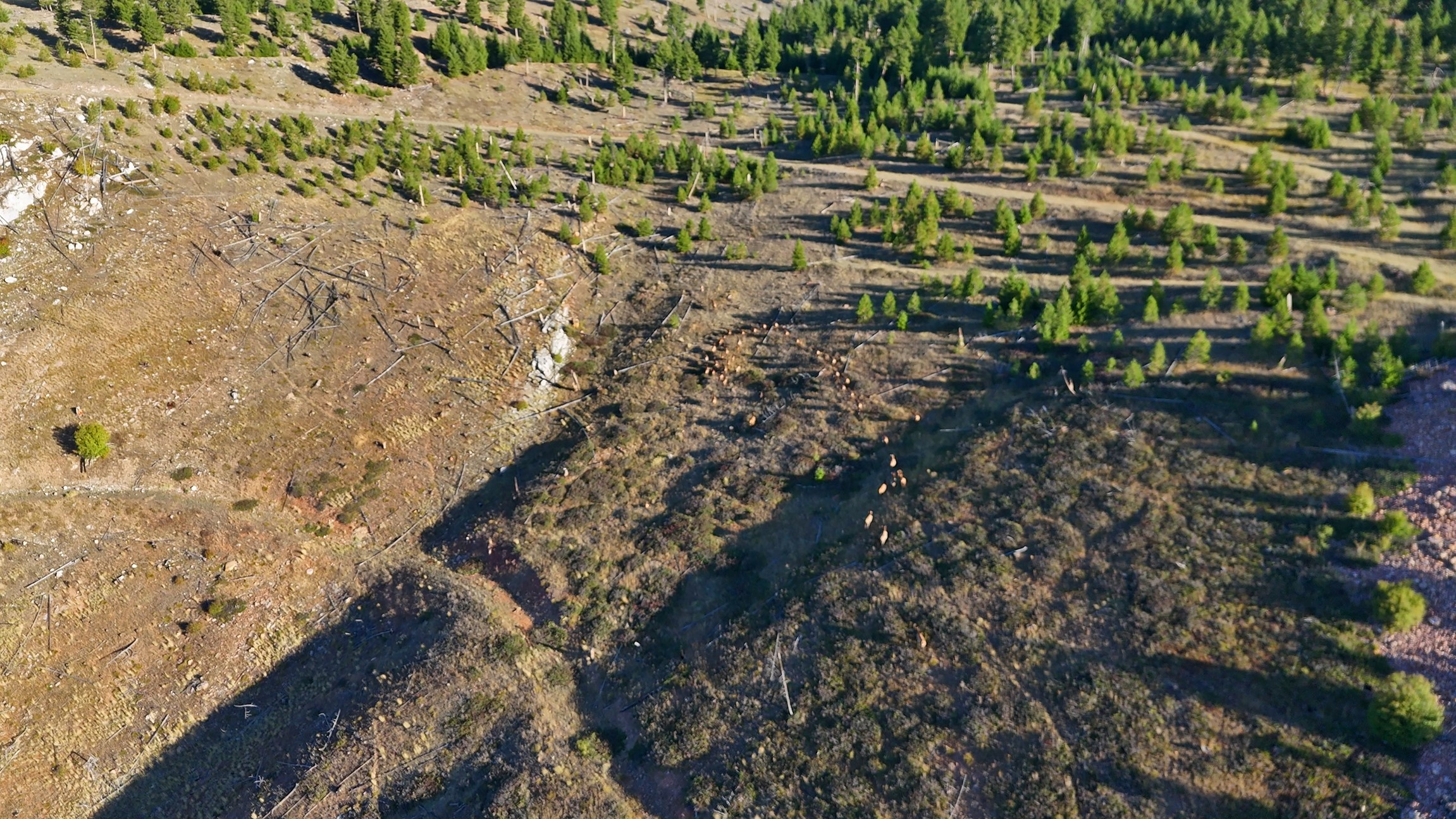 Nhn Bearmouth Ranch Property Photo 39