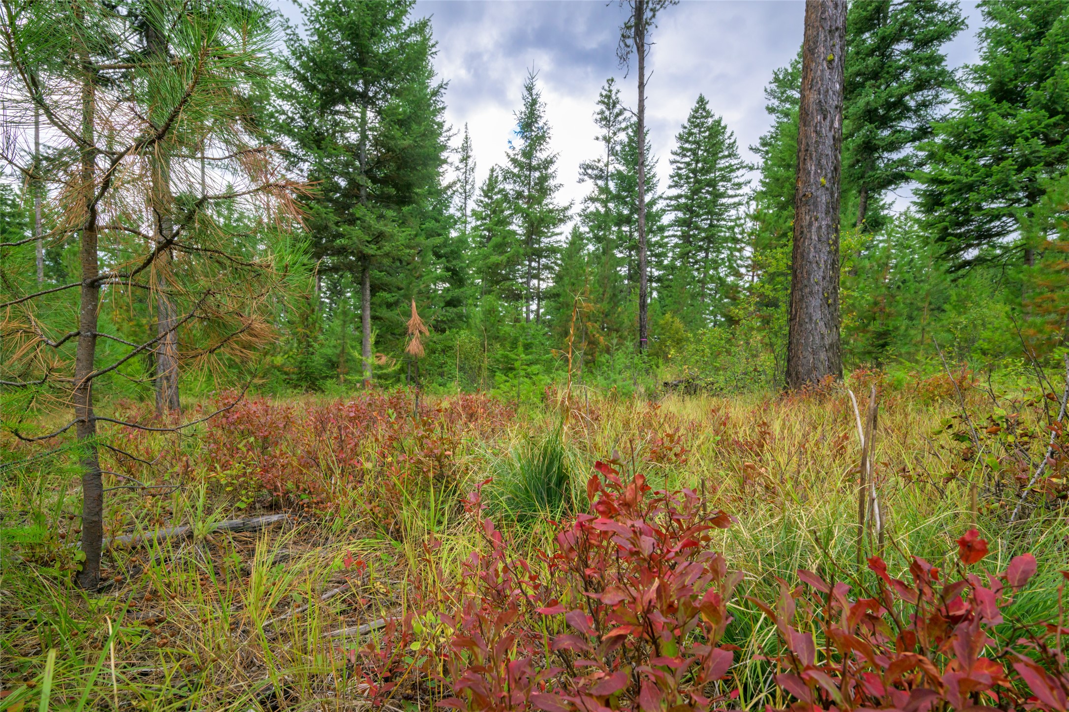 1076 Grizzly Mountain Road Property Photo 48