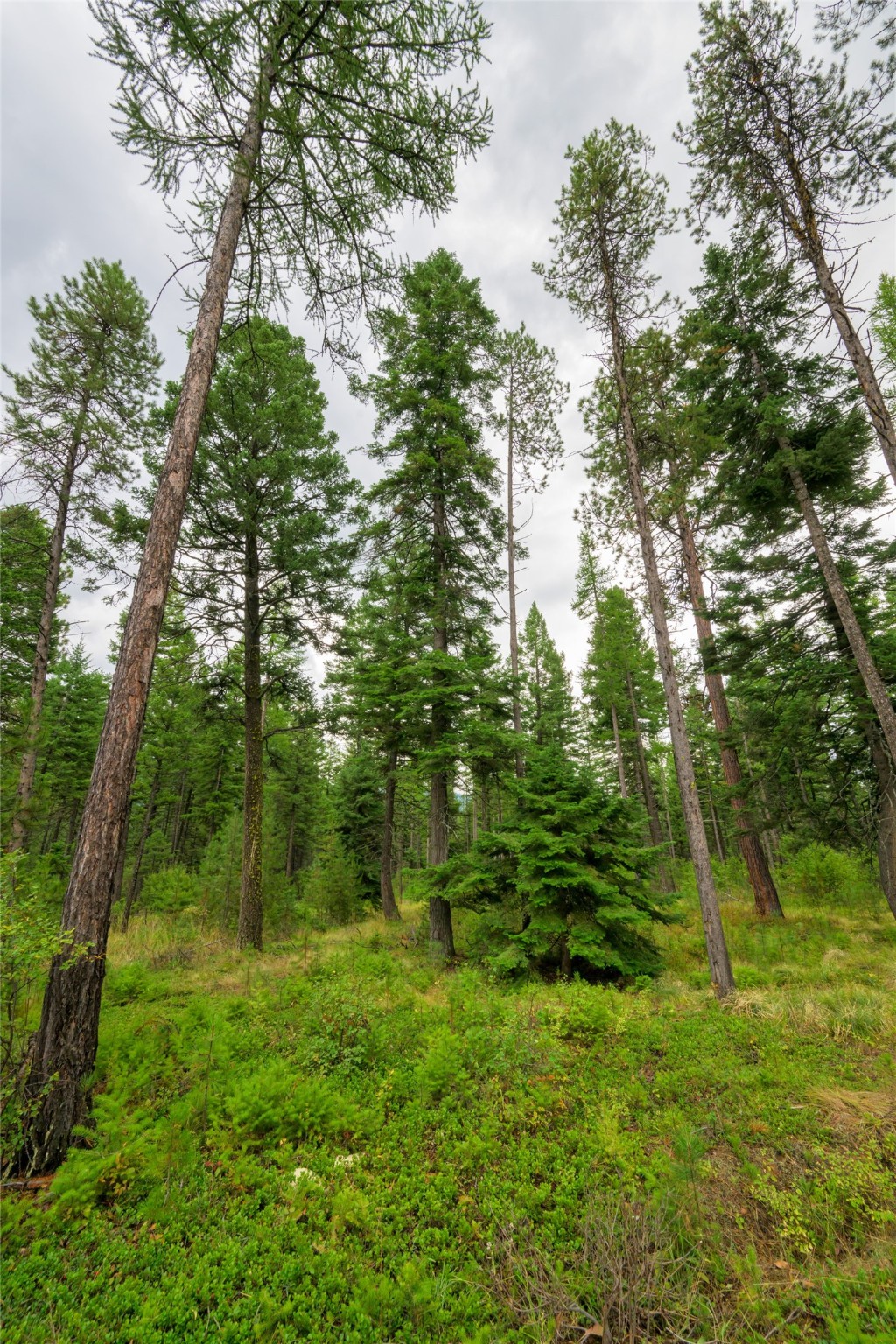 1076 Grizzly Mountain Road Property Photo 52