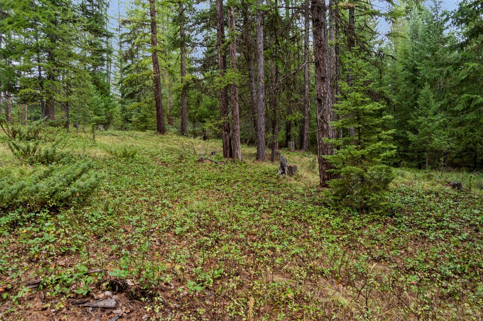 Nhn Bear Trap Road Property Photo 1