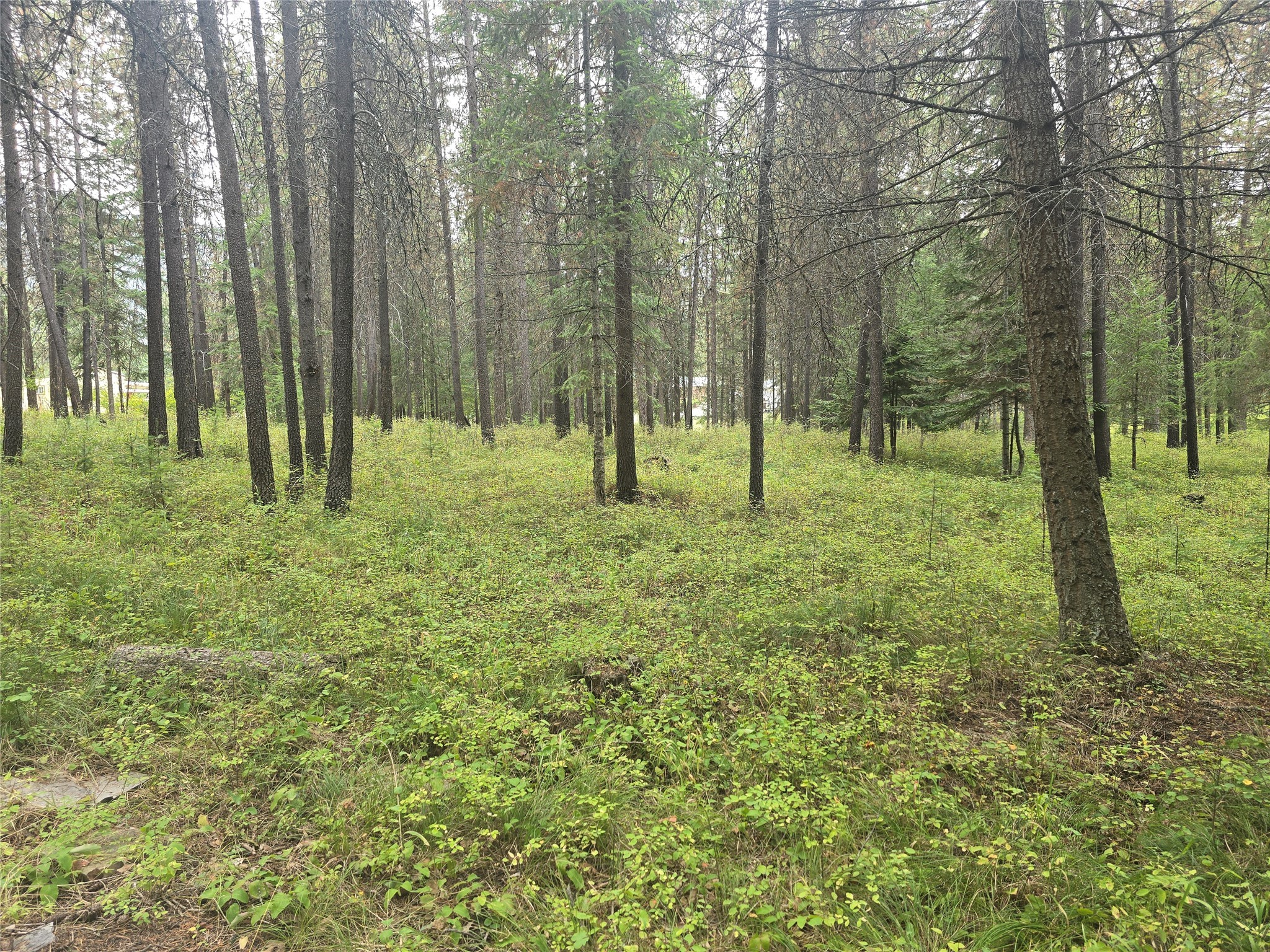 200 Cougar Meadow Drive Property Photo