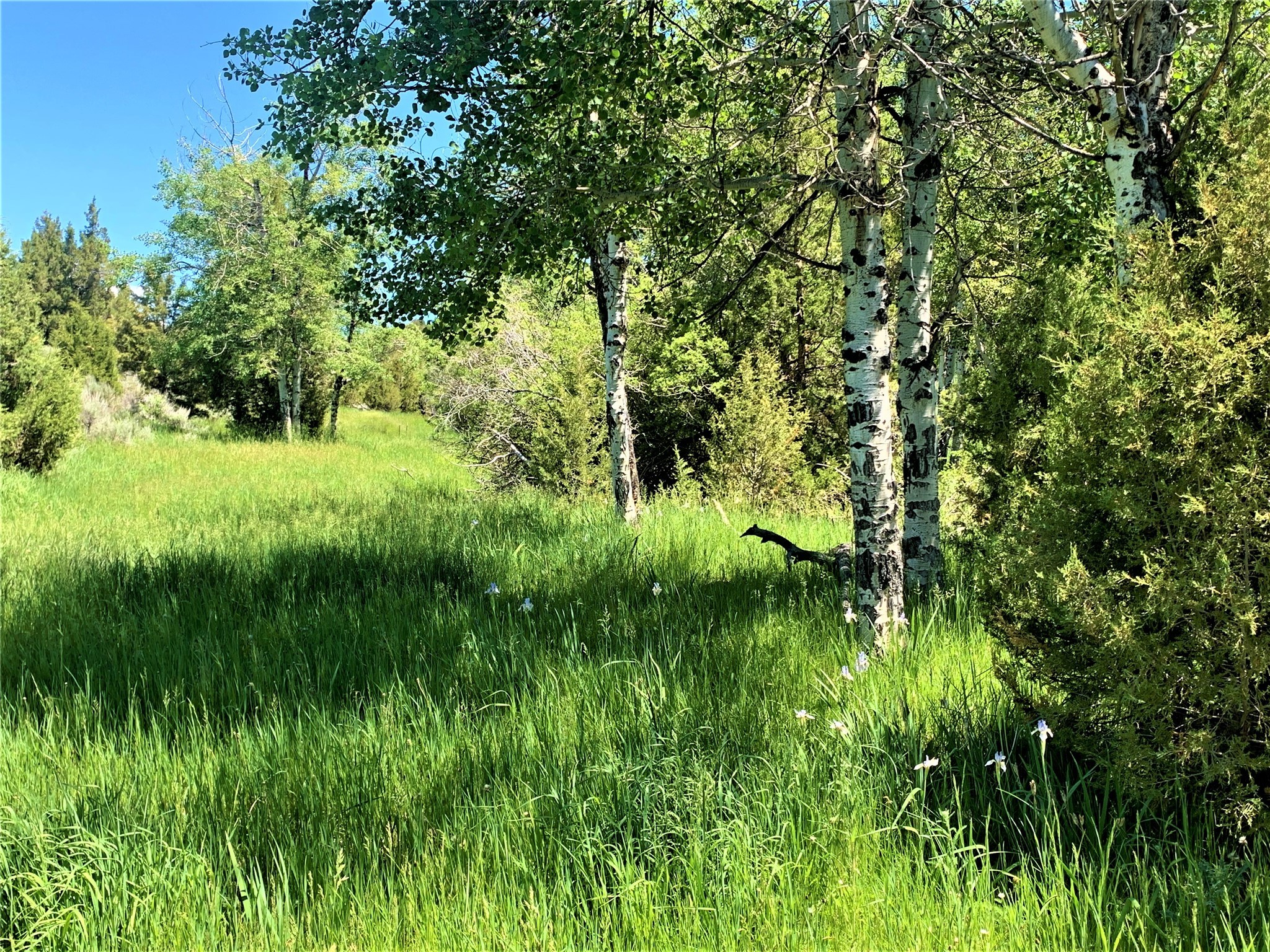 49 Lupine Lane Property Photo 36