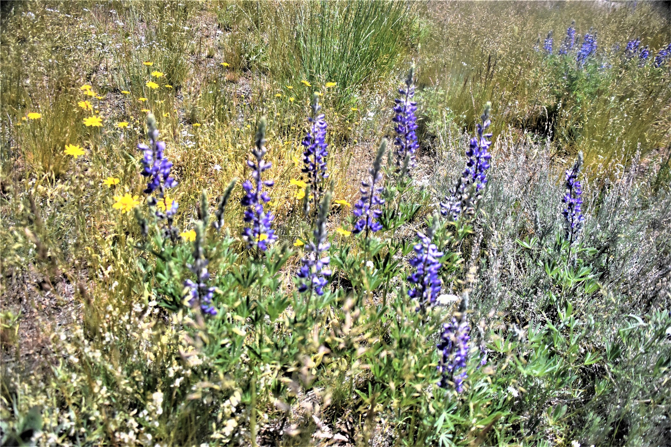 49 Lupine Lane Property Photo 39