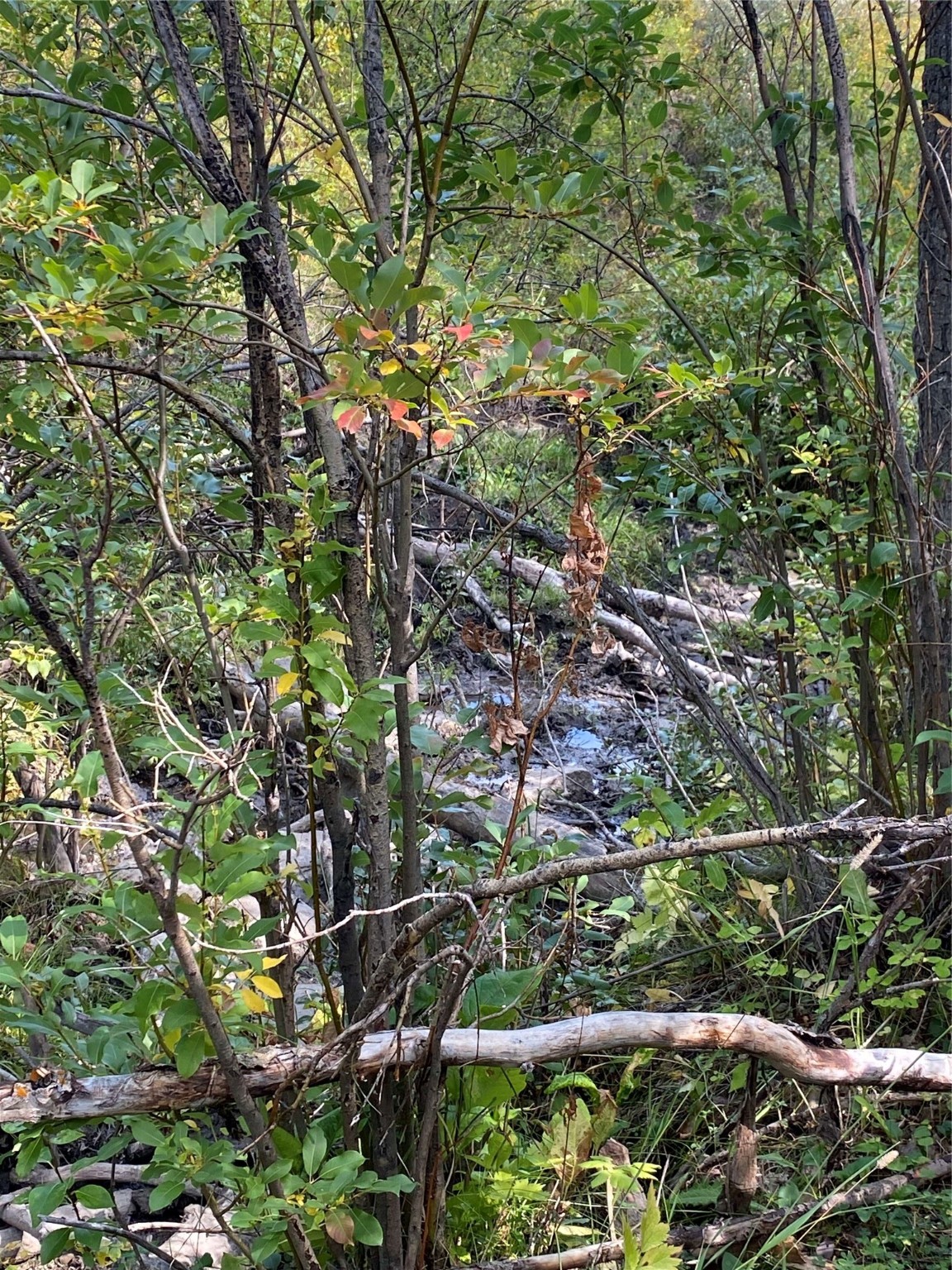 Nhn Arlie Tracts - Lot 30 Property Photo