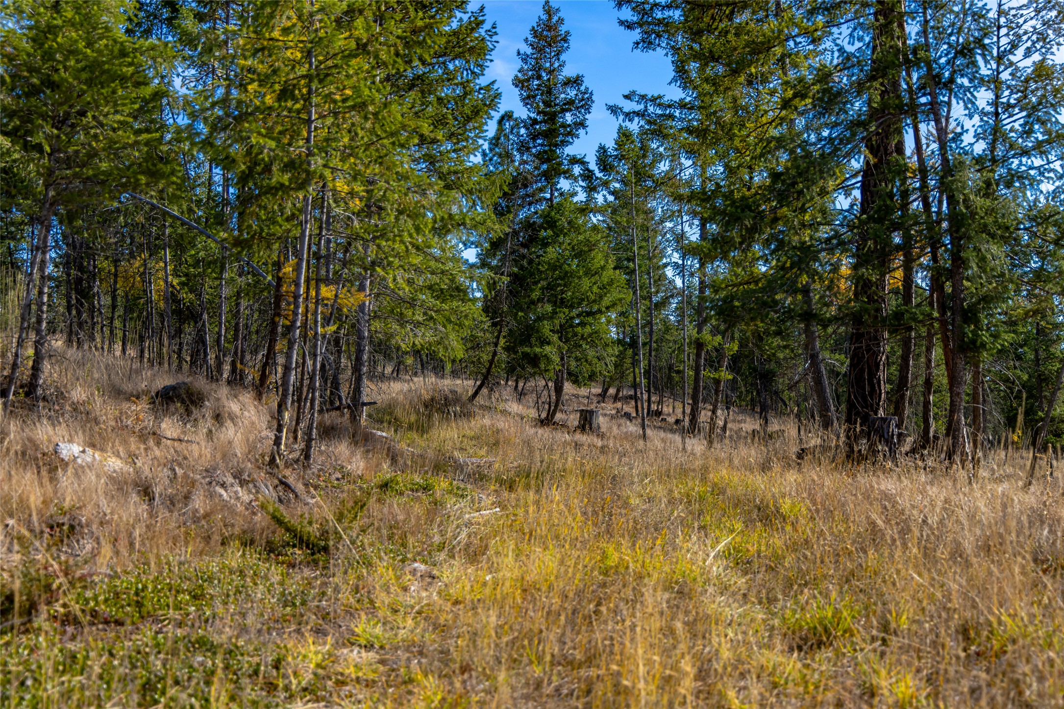 555 Bald Rock Road Property Photo 83