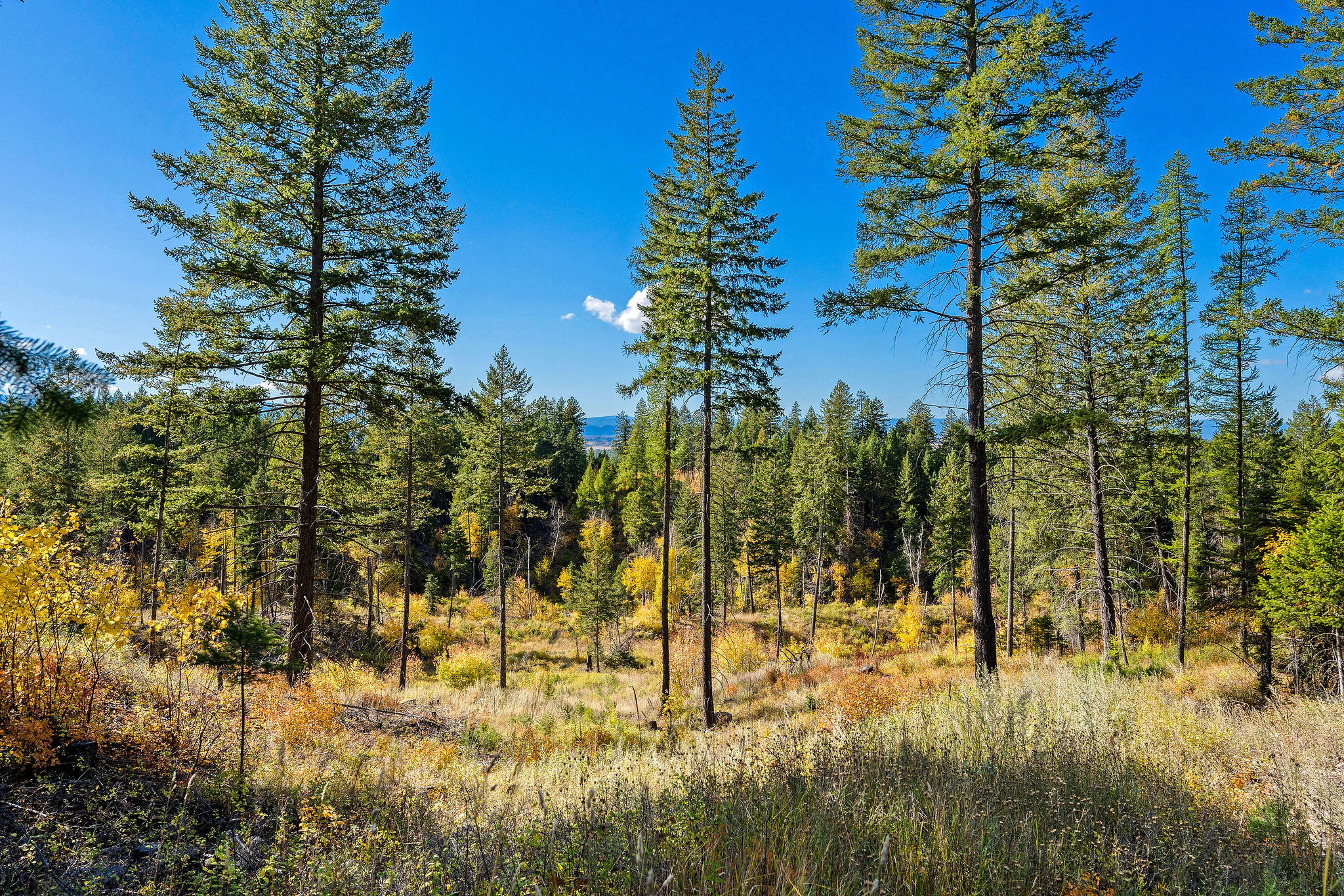 95 And 97 Browns Gulch Road Property Photo 88