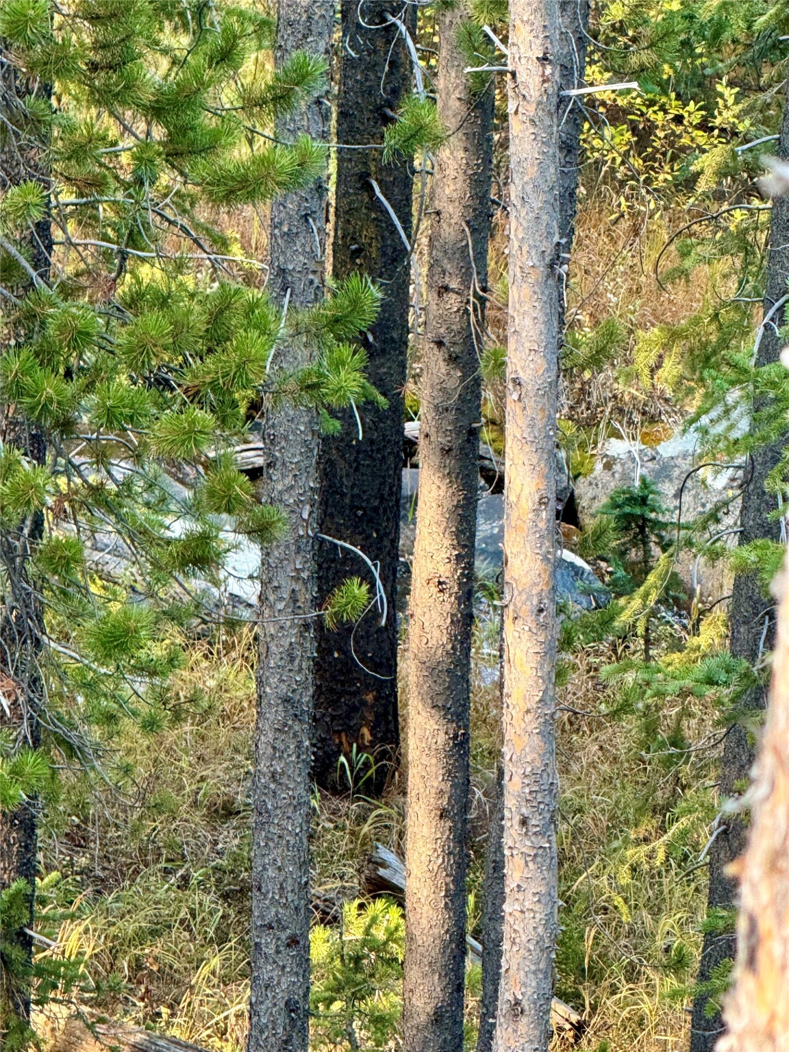 Nhn Lower Clear Creek Trail 66a Property Photo 47