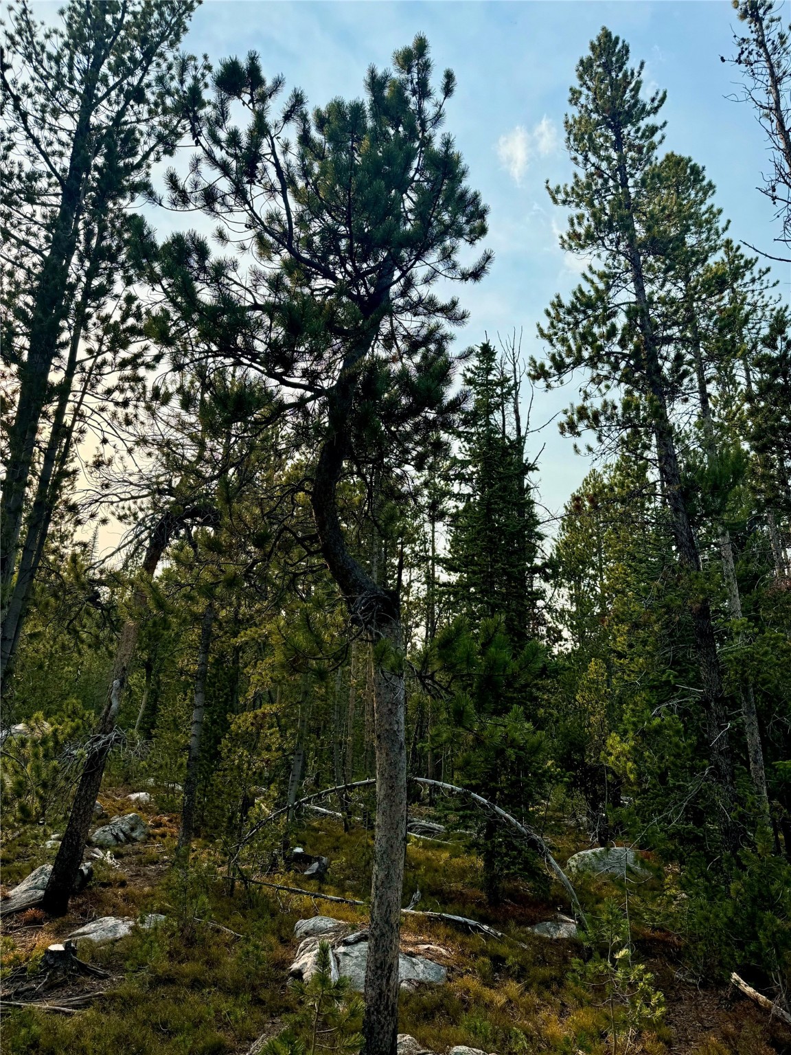 Nhn Lower Clear Creek Trail 66a Property Photo 65