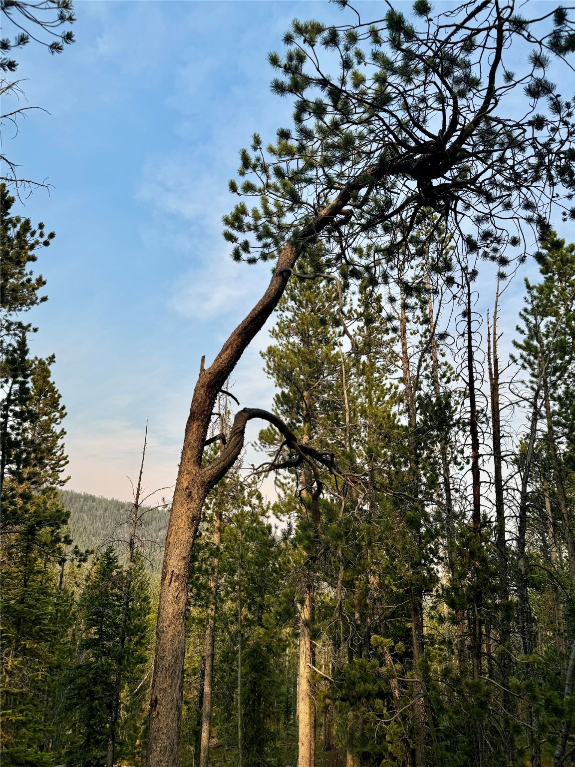 Nhn Lower Clear Creek Trail 66a Property Photo 71