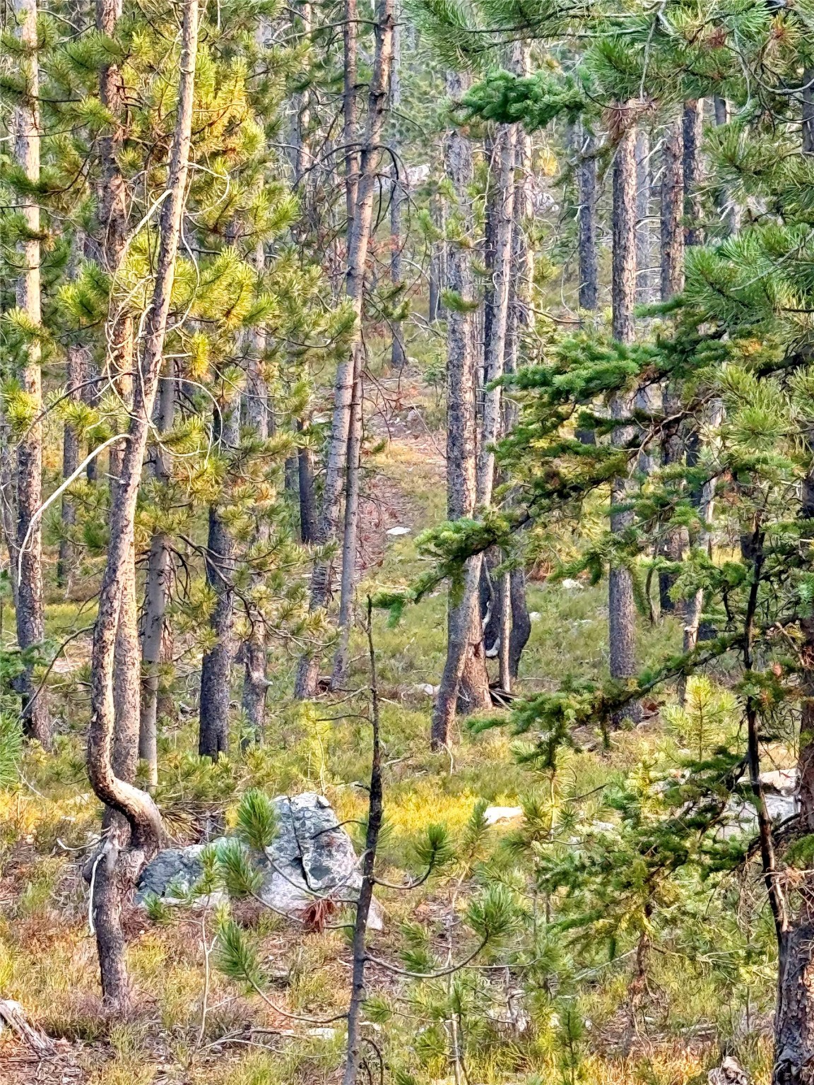 Nhn Lower Clear Creek Trail 66a Property Photo 76