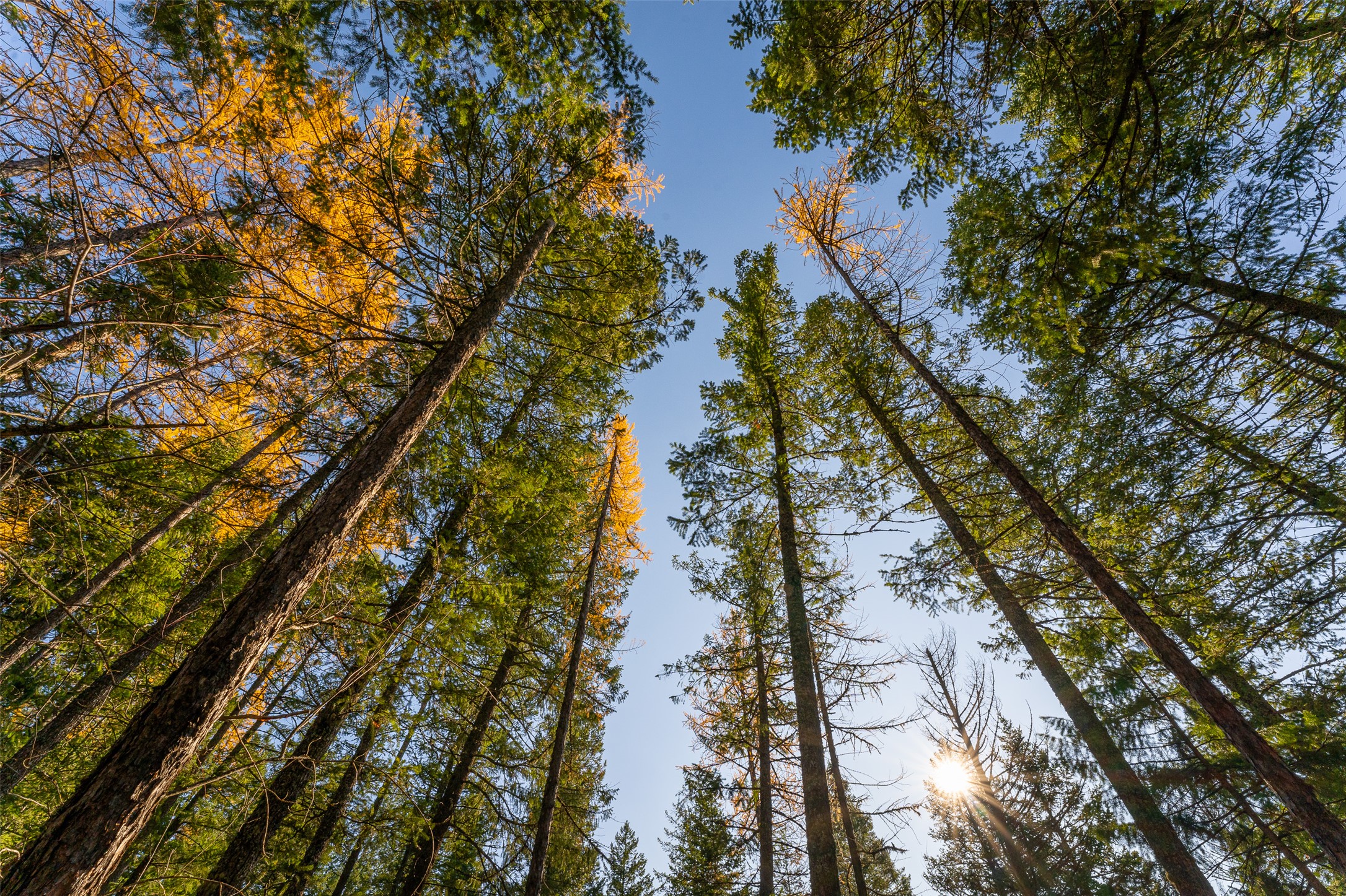 156 Peters Creek Way Property Photo 3