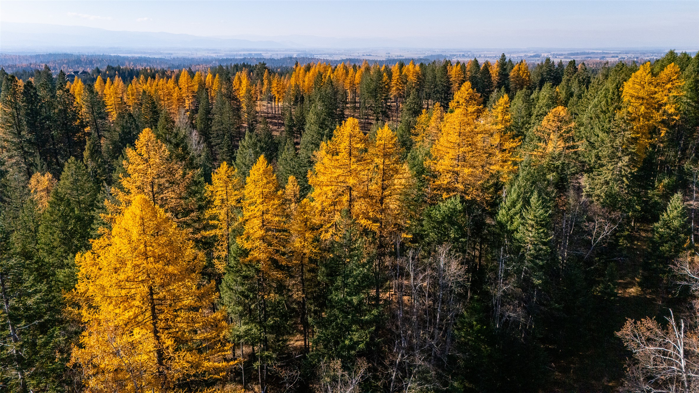 156 Peters Creek Way Property Photo 4