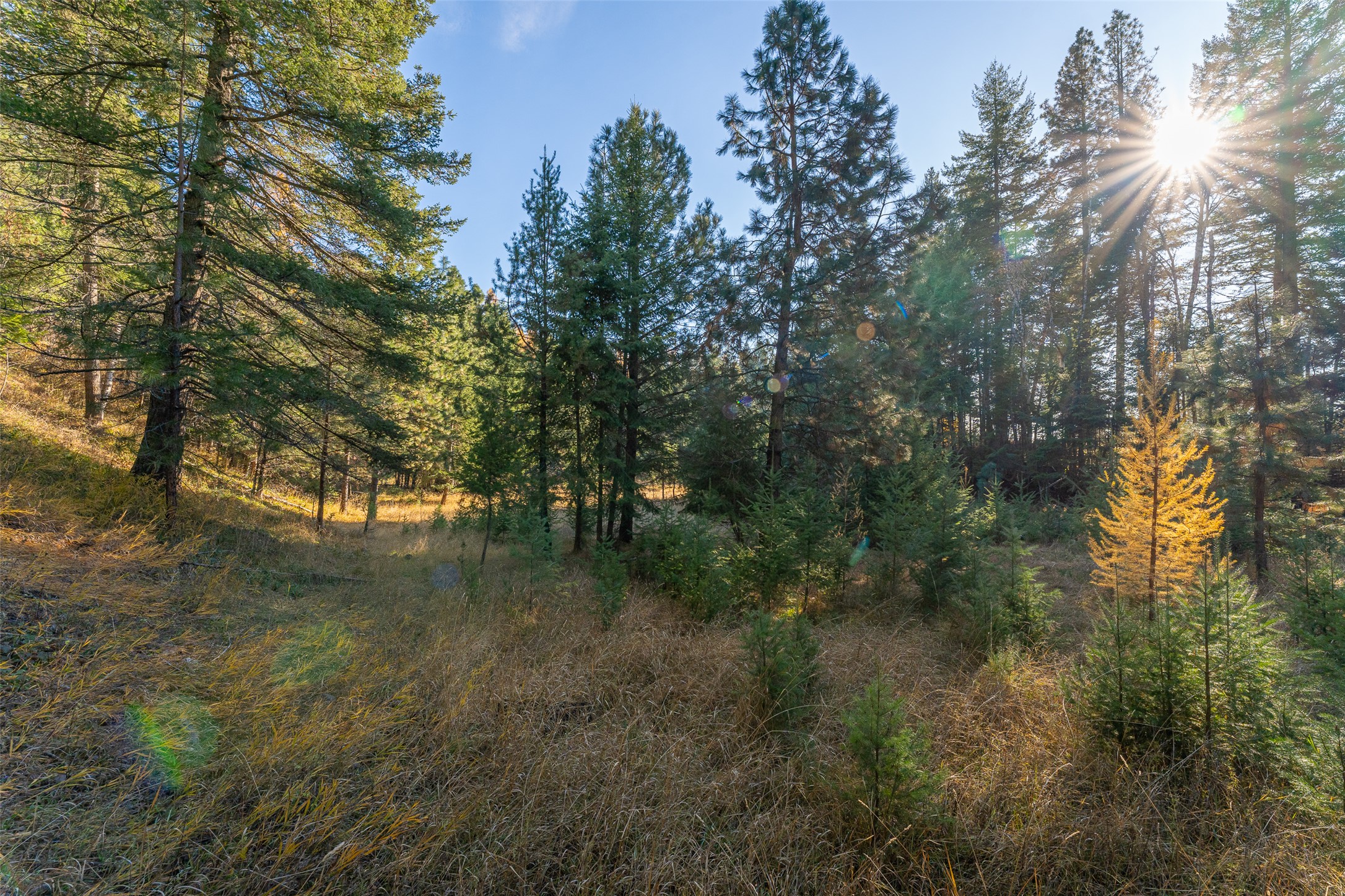 156 Peters Creek Way Property Photo 5