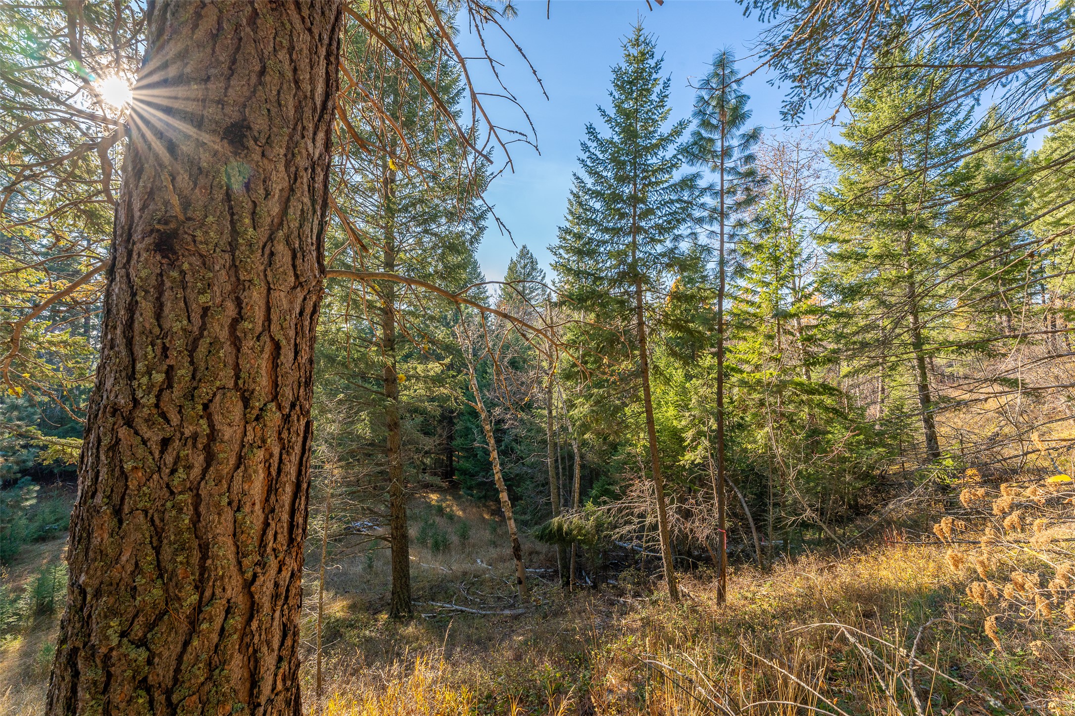 156 Peters Creek Way Property Photo 6