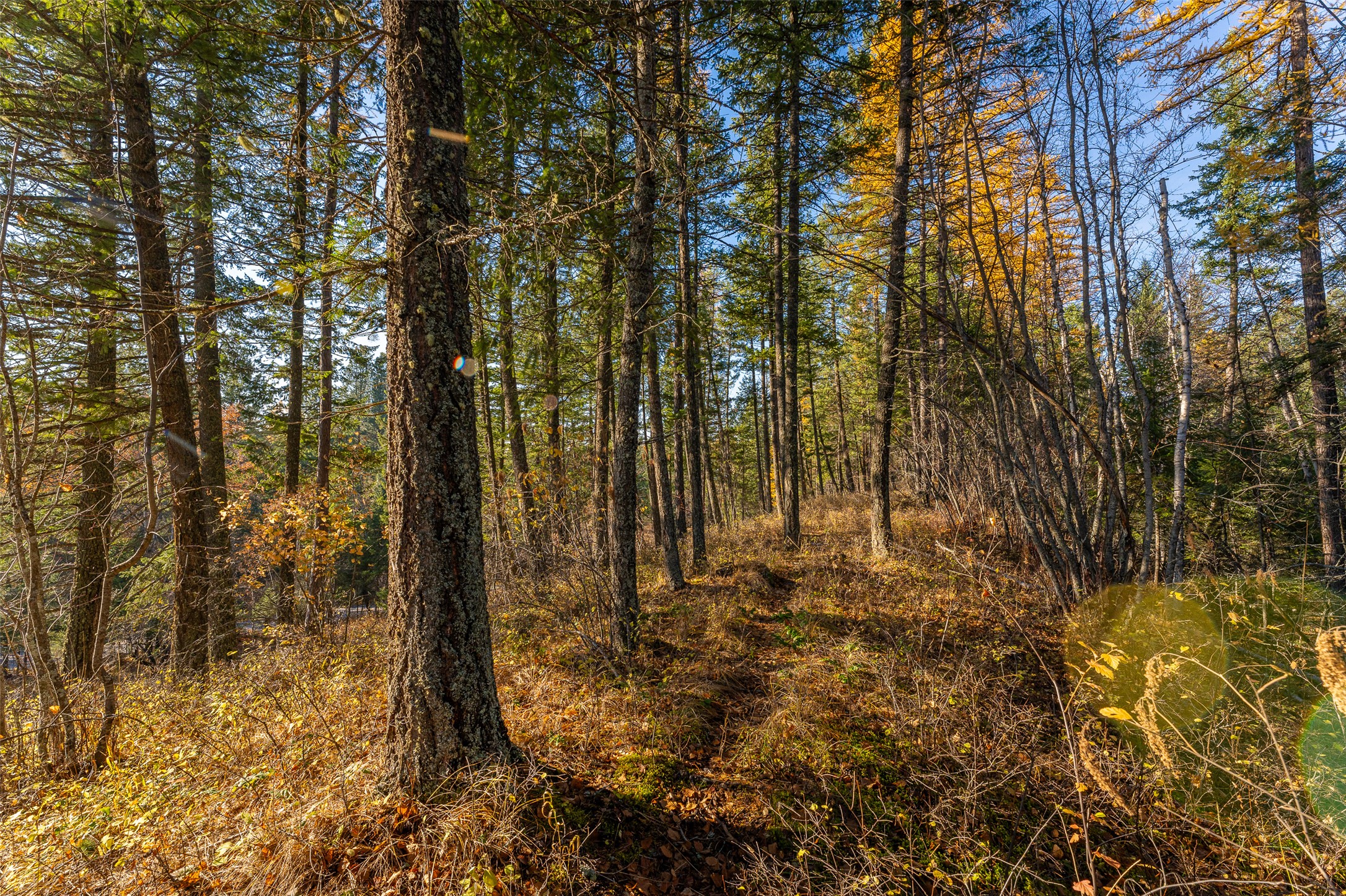 156 Peters Creek Way Property Photo 11