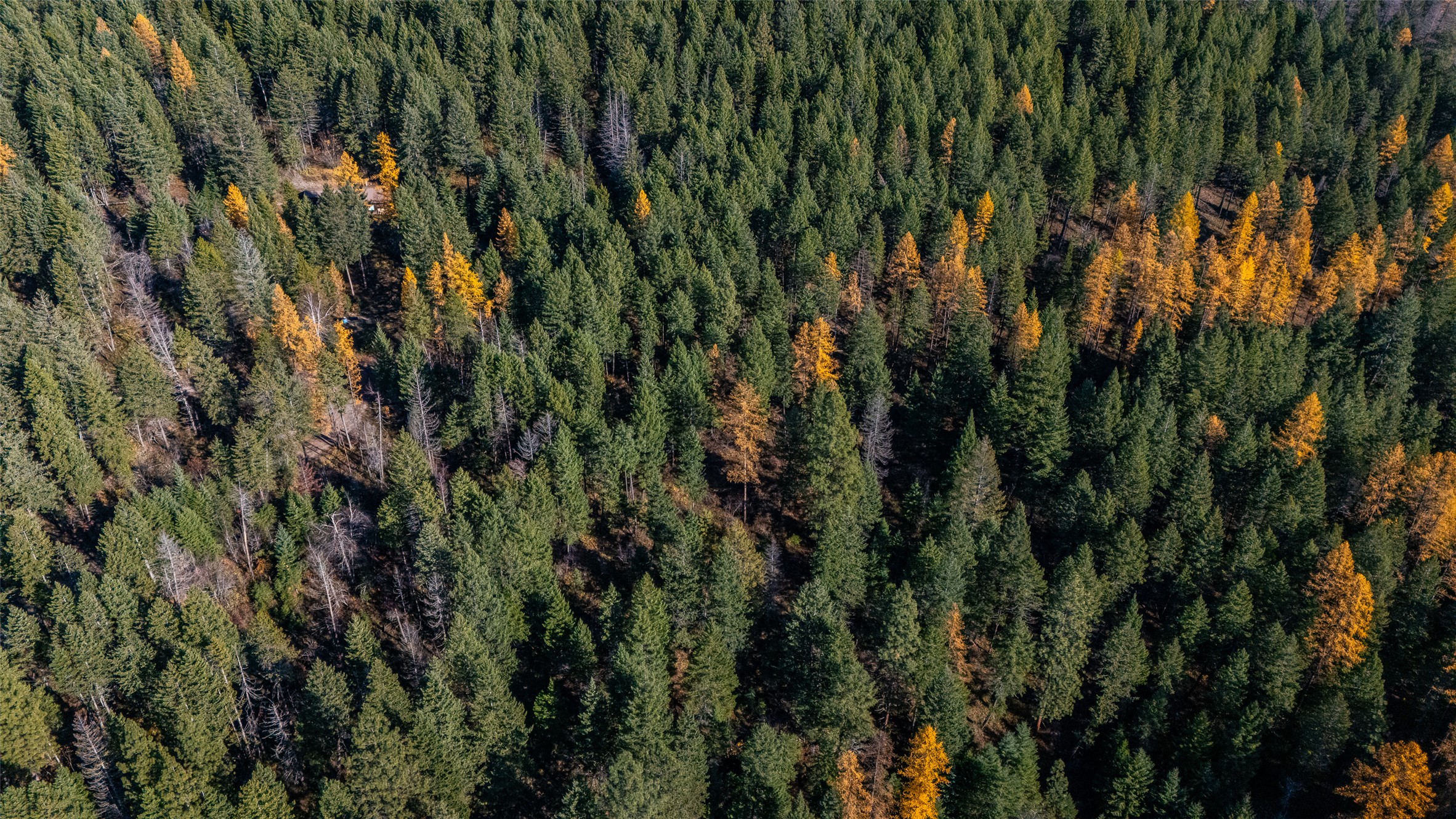 156 Peters Creek Way Property Photo 22