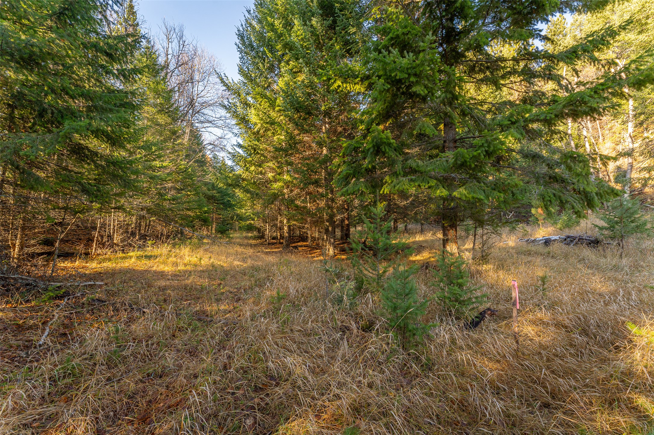 156 Peters Creek Way Property Photo 34