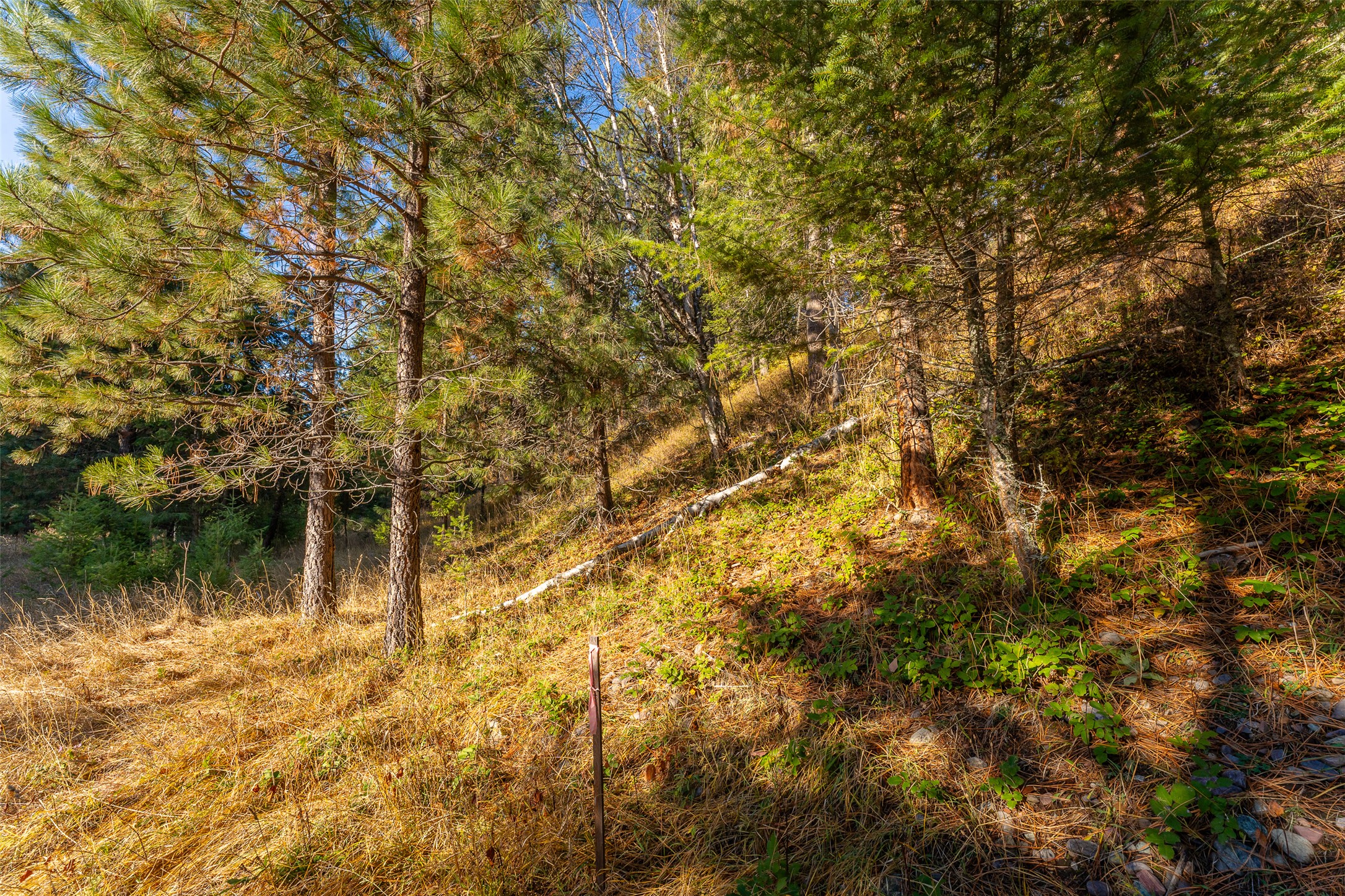 156 Peters Creek Way Property Photo 36