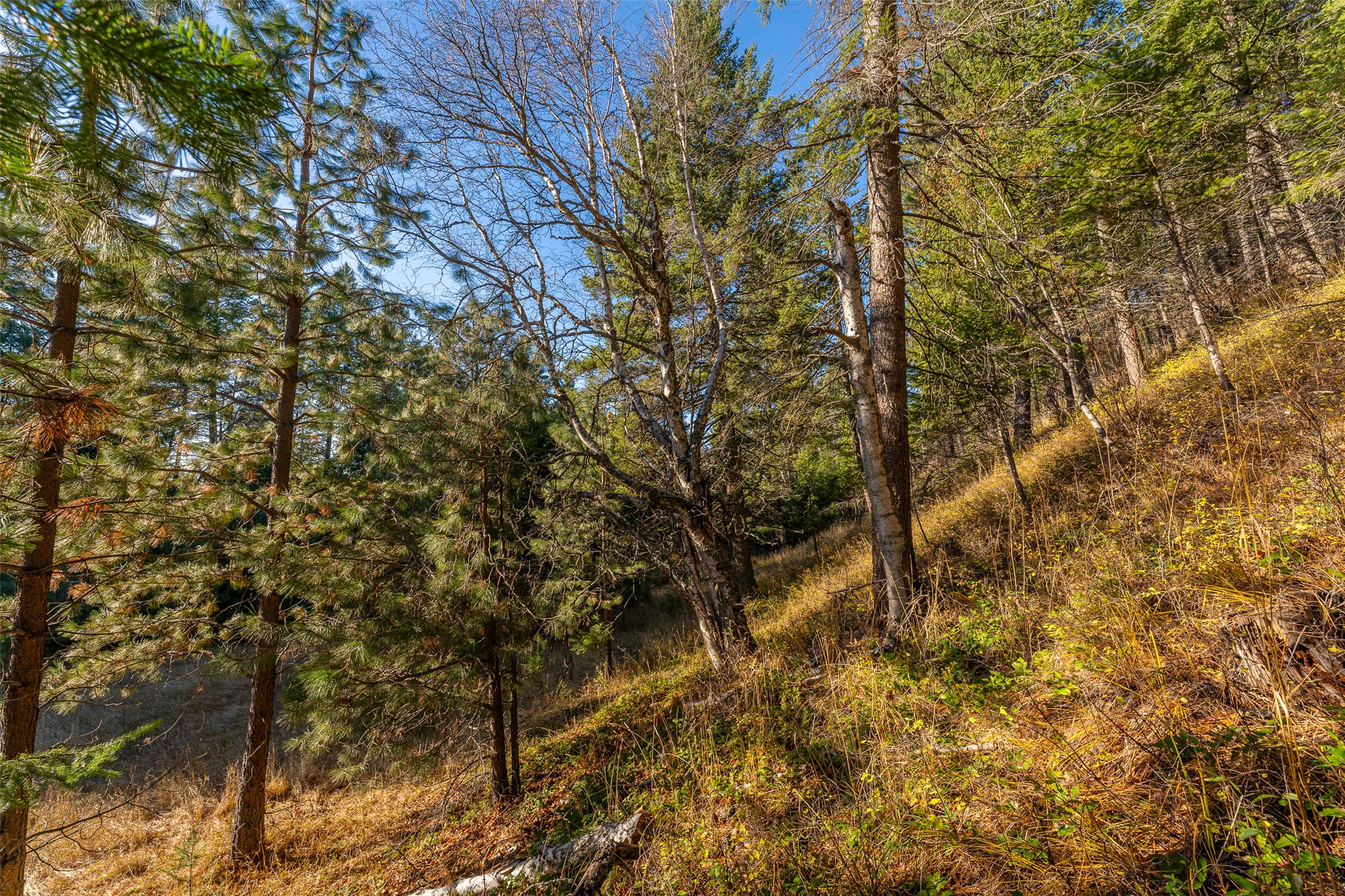 156 Peters Creek Way Property Photo 37