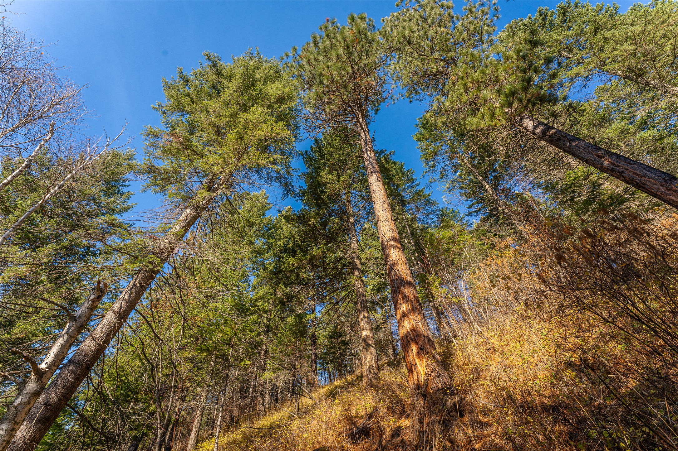 156 Peters Creek Way Property Photo 38