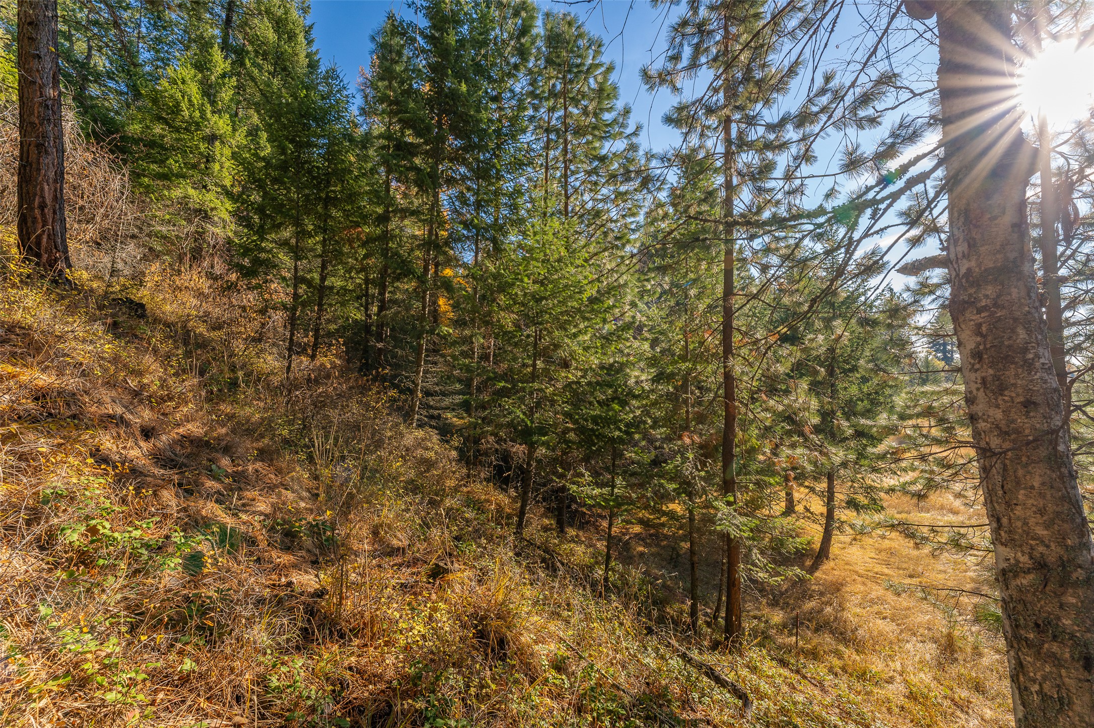 156 Peters Creek Way Property Photo 39