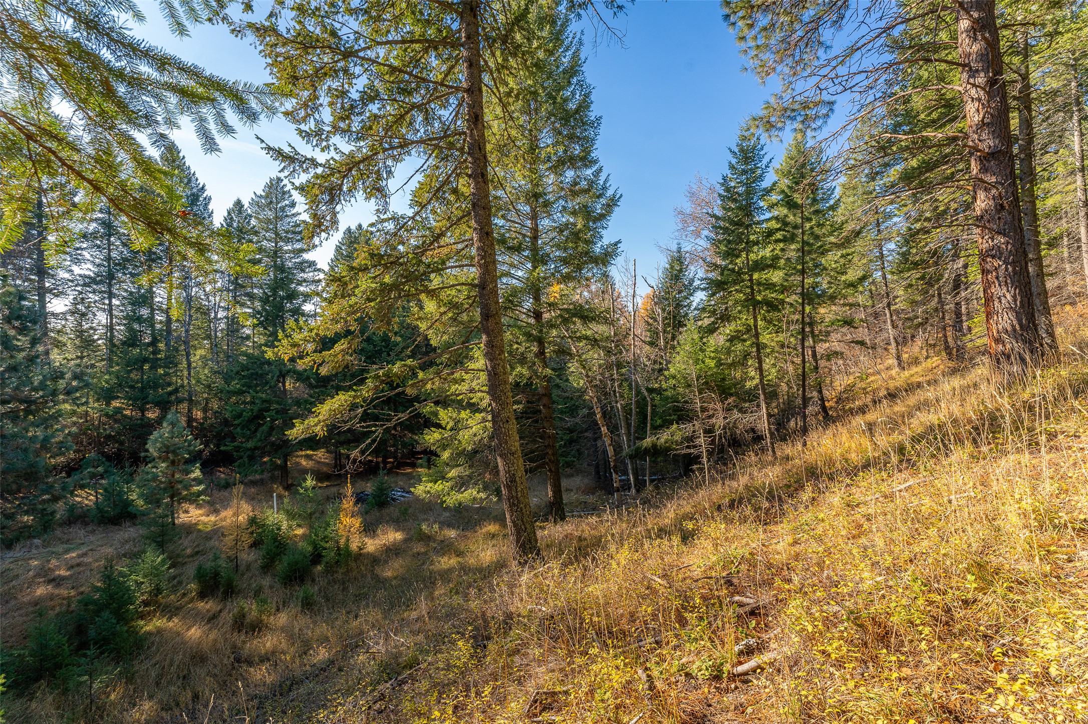 156 Peters Creek Way Property Photo 41