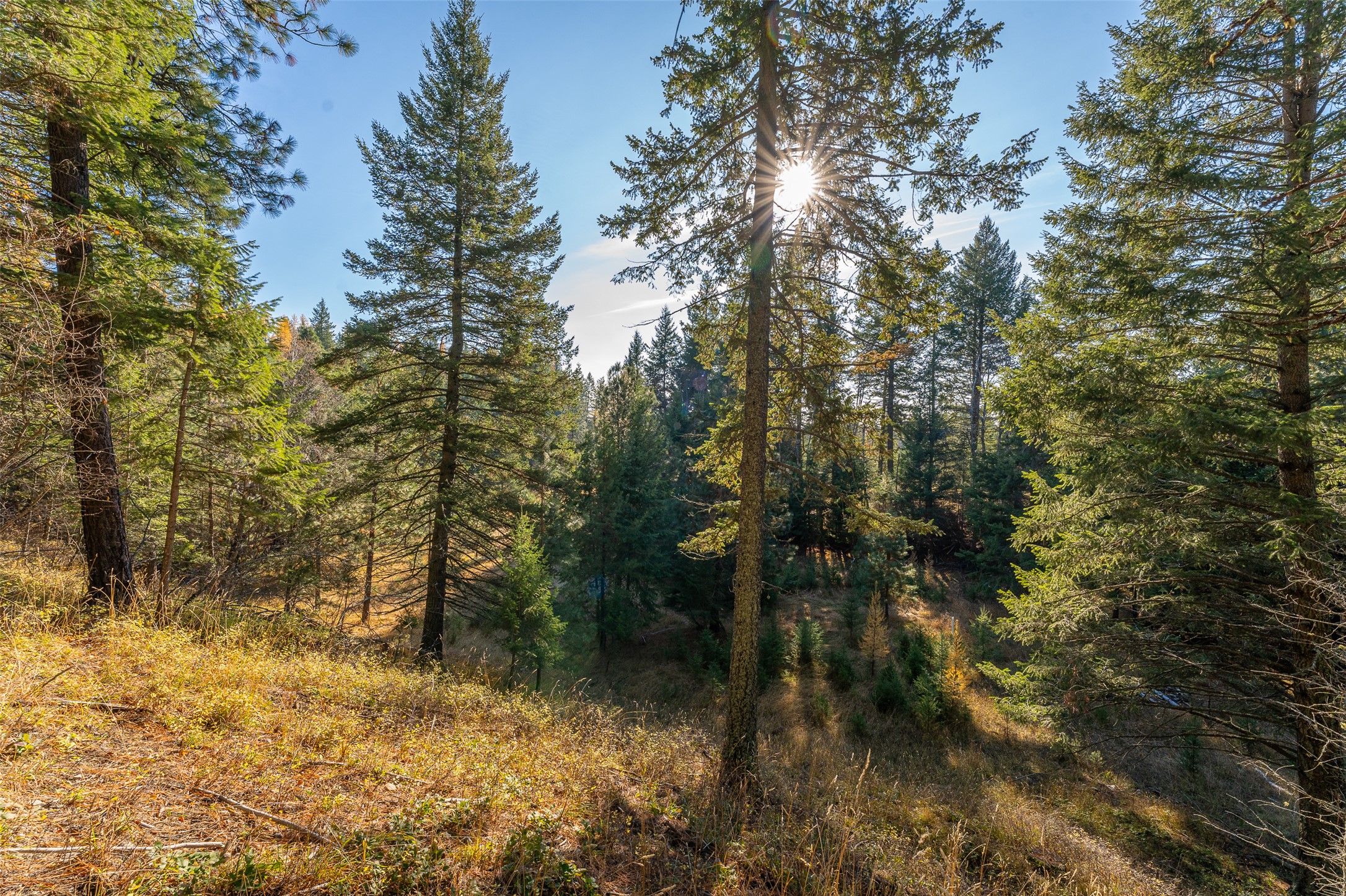 156 Peters Creek Way Property Photo 42