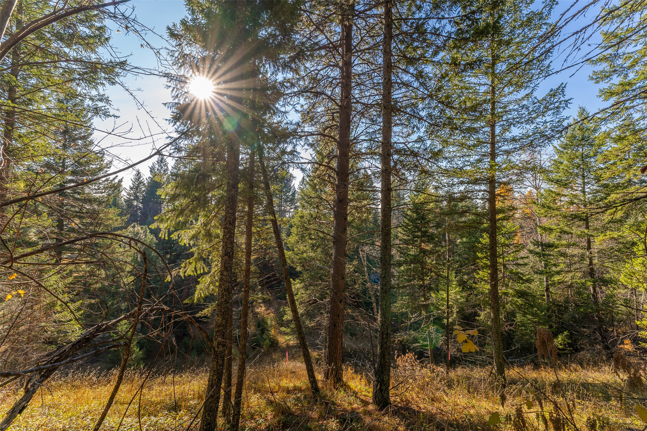 156 Peters Creek Way Property Photo 43