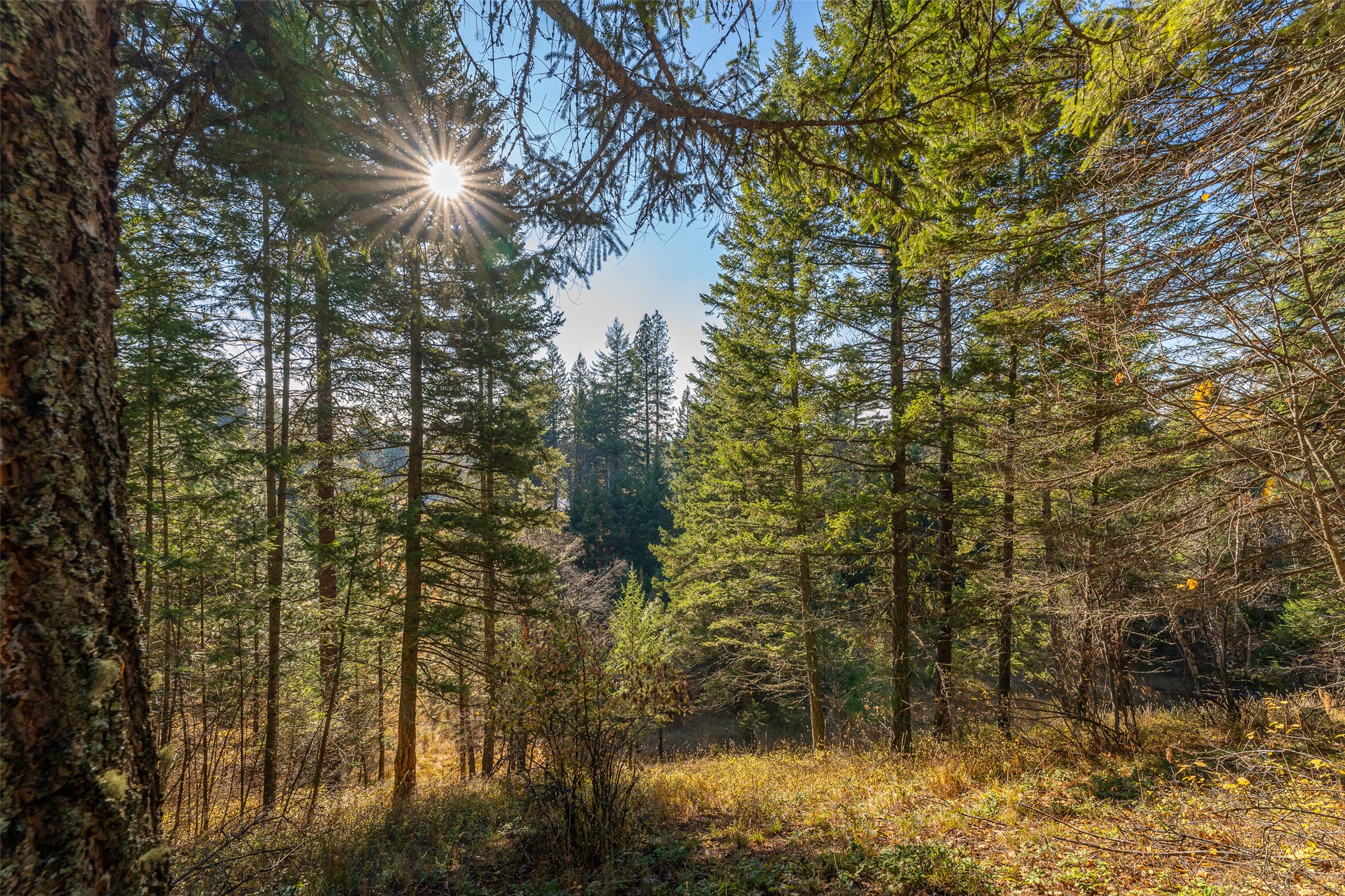 156 Peters Creek Way Property Photo 44