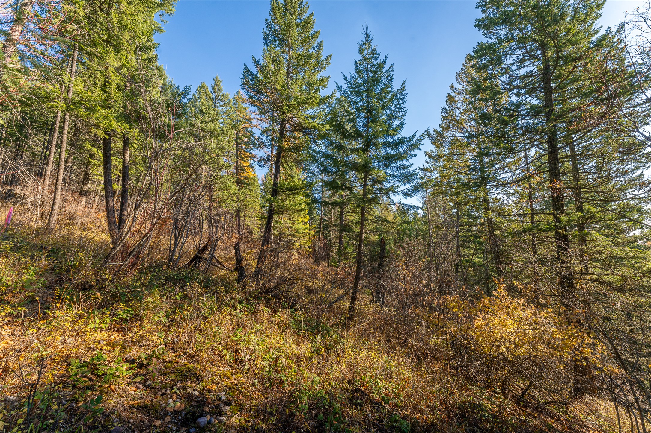 156 Peters Creek Way Property Photo 45