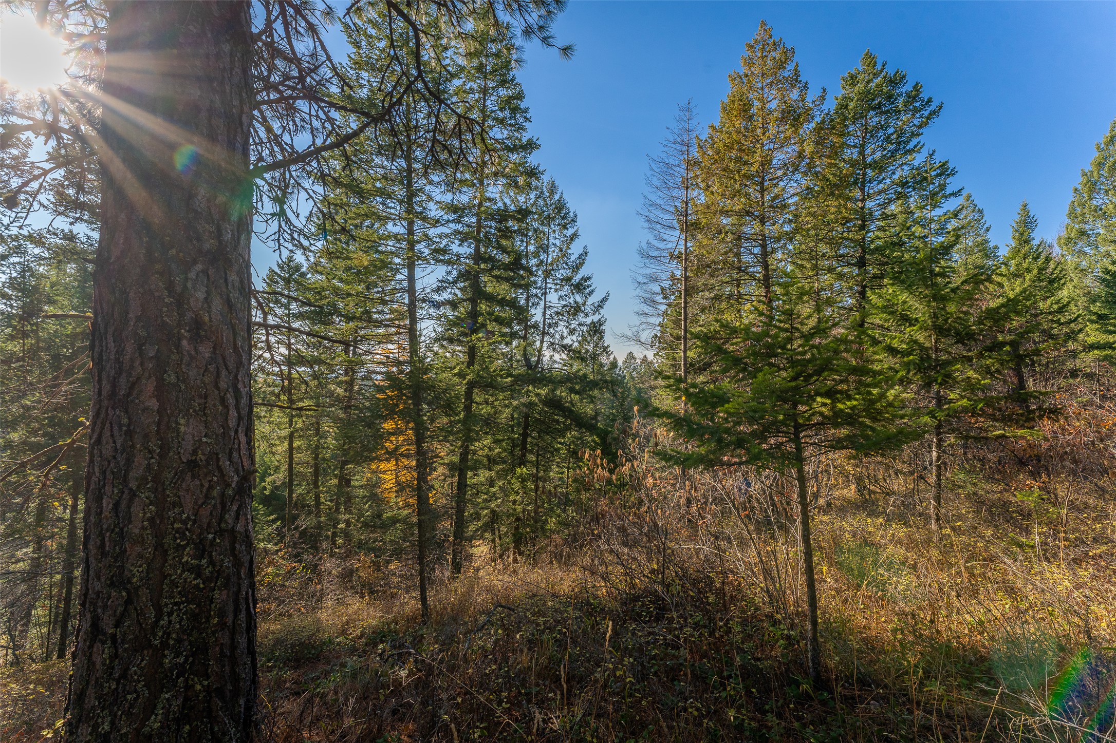 156 Peters Creek Way Property Photo 48