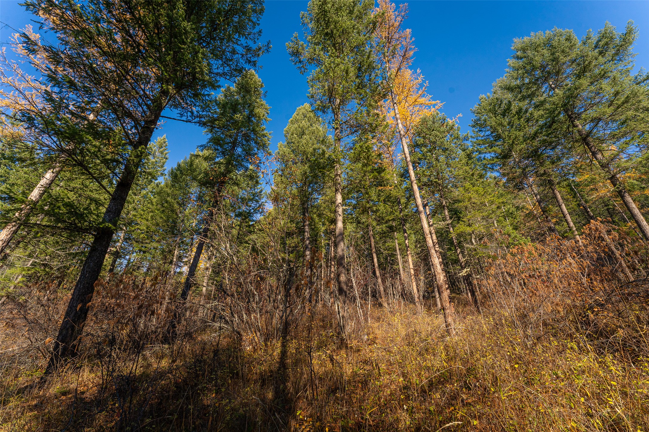 156 Peters Creek Way Property Photo 49