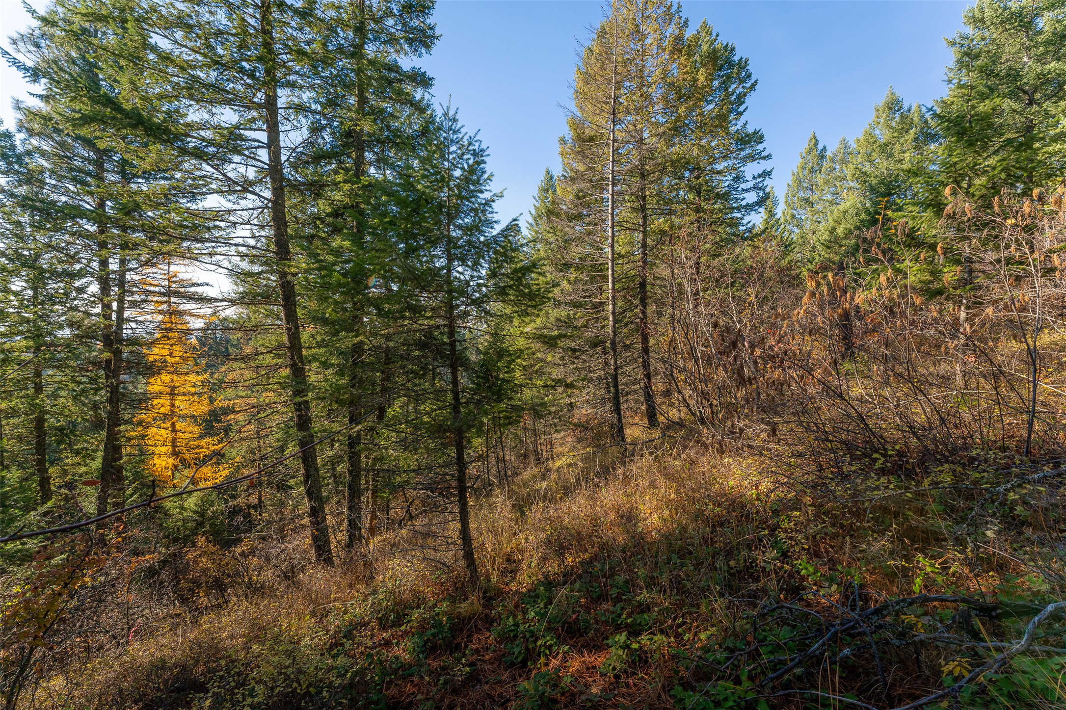 156 Peters Creek Way Property Photo 50