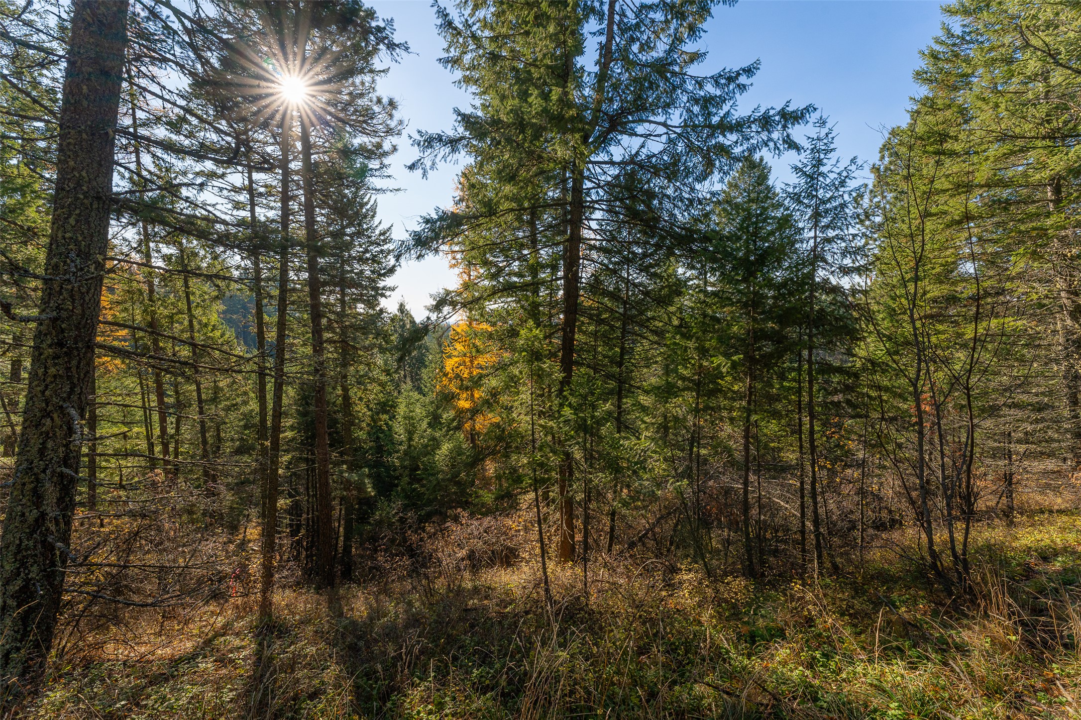 156 Peters Creek Way Property Photo 51