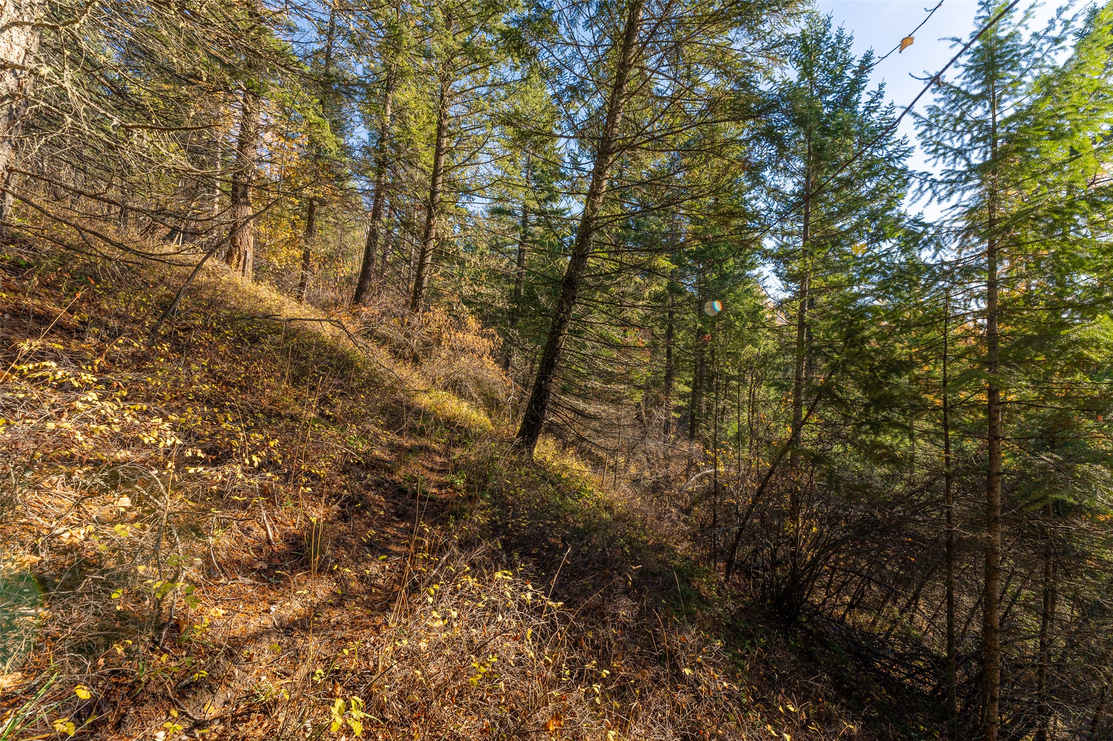 156 Peters Creek Way Property Photo 52