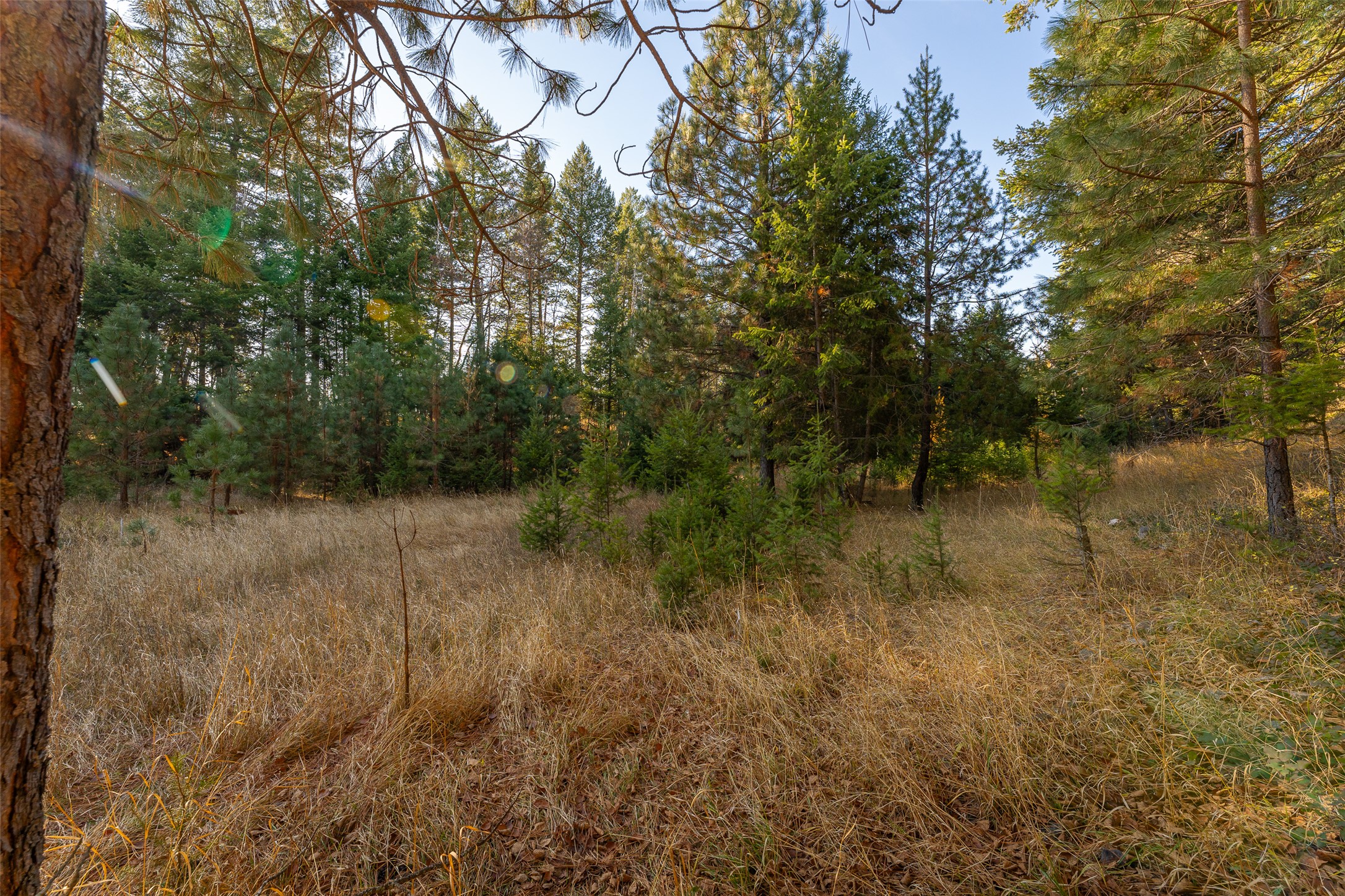 156 Peters Creek Way Property Photo 54