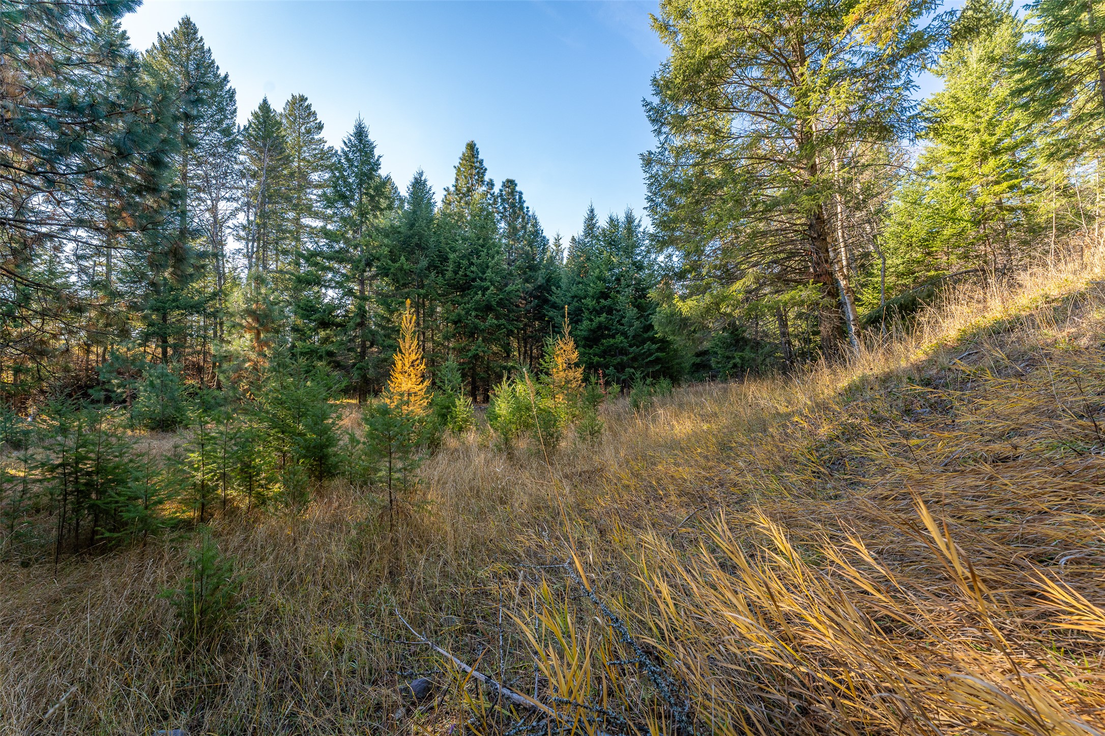 156 Peters Creek Way Property Photo 56