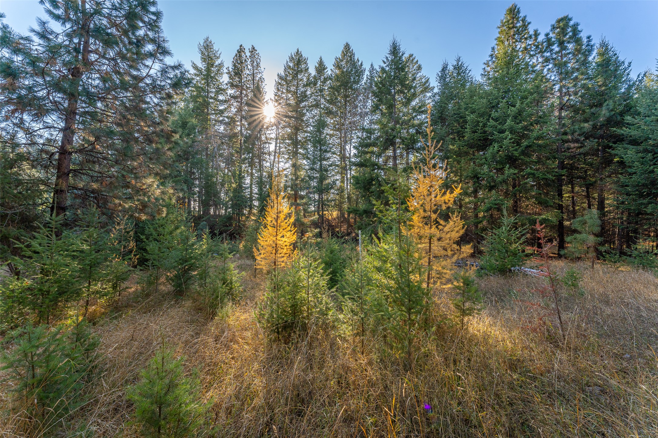 156 Peters Creek Way Property Photo 57