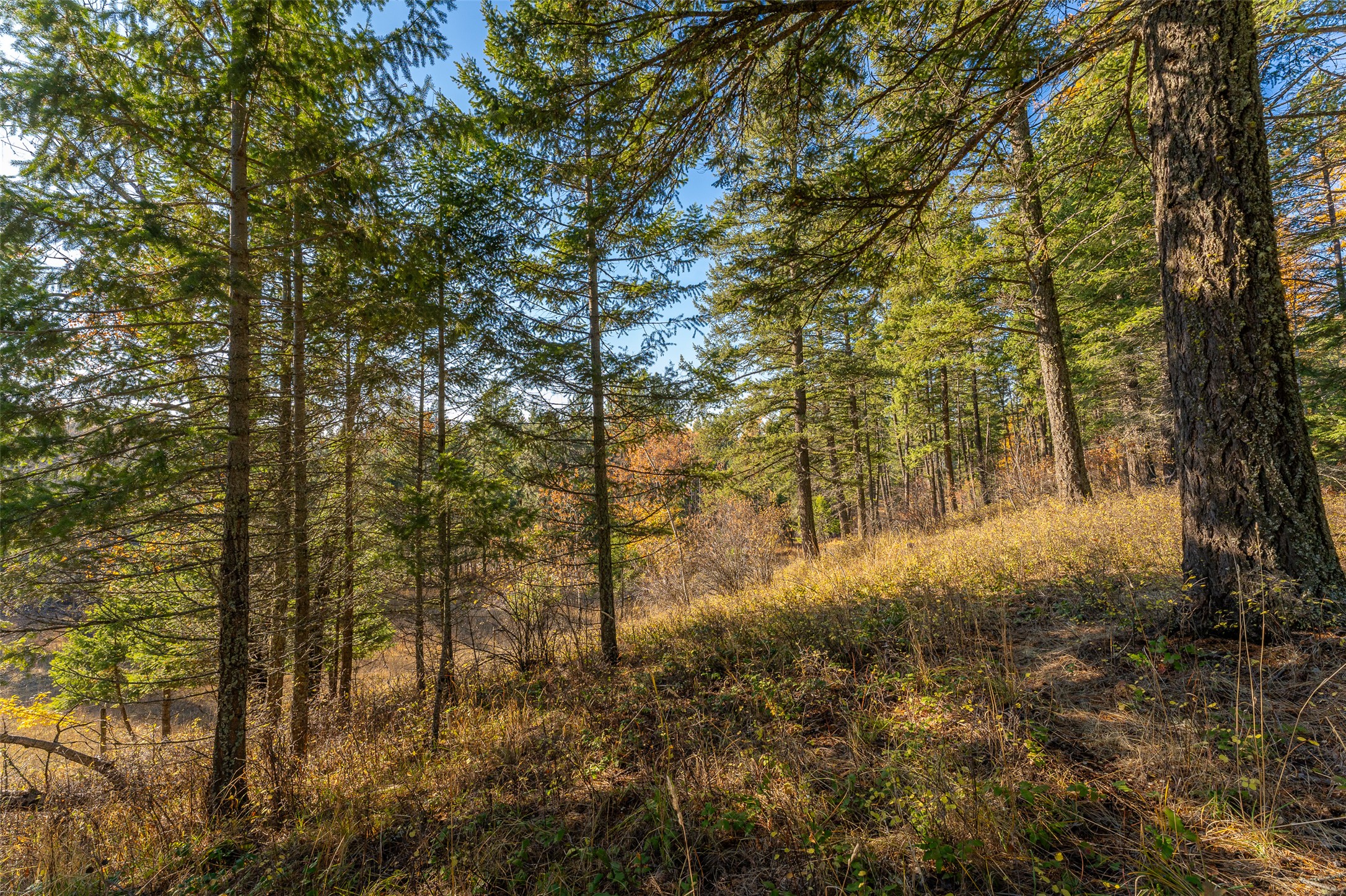 156 Peters Creek Way Property Photo 63