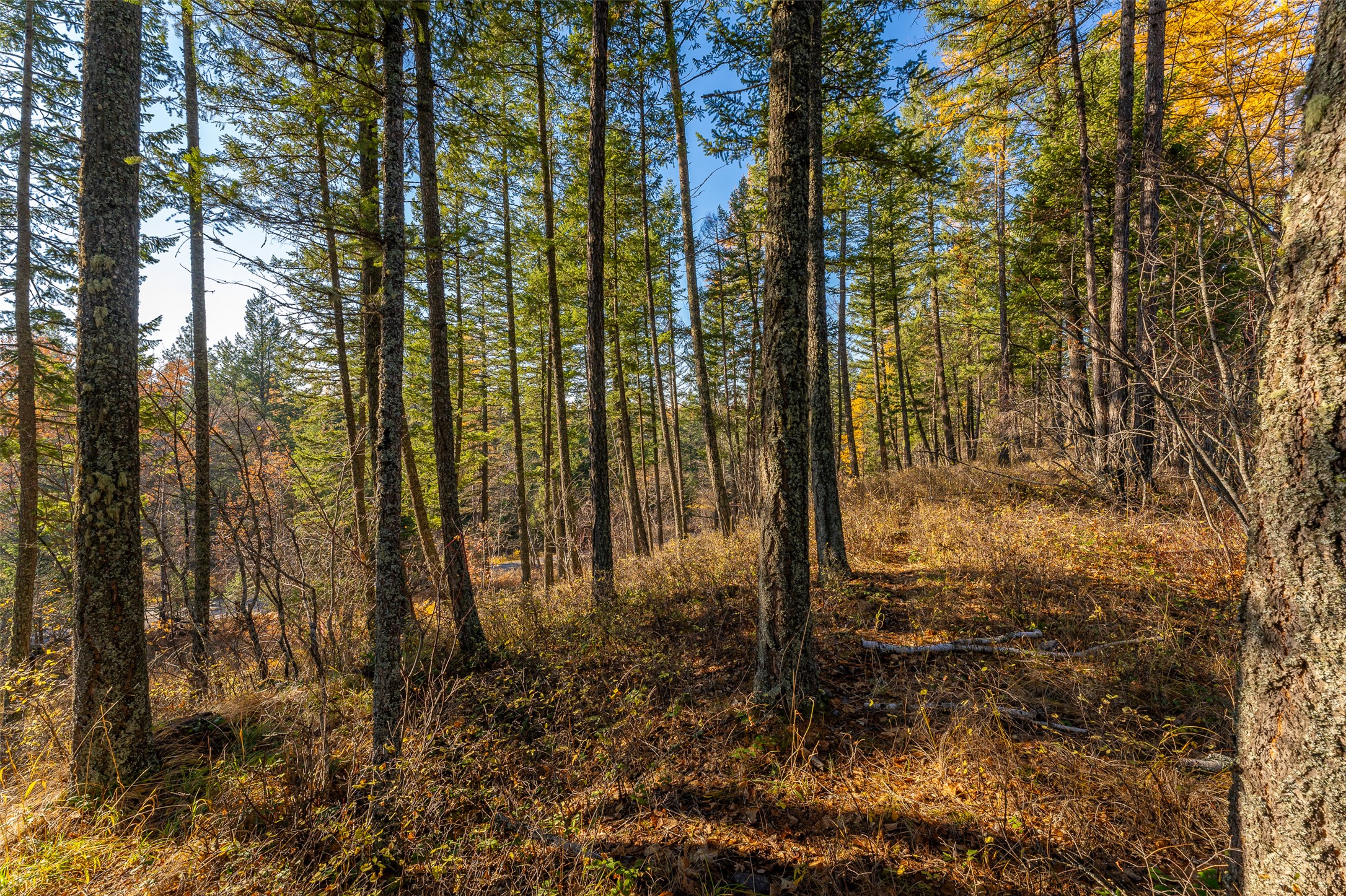 156 Peters Creek Way Property Photo 65