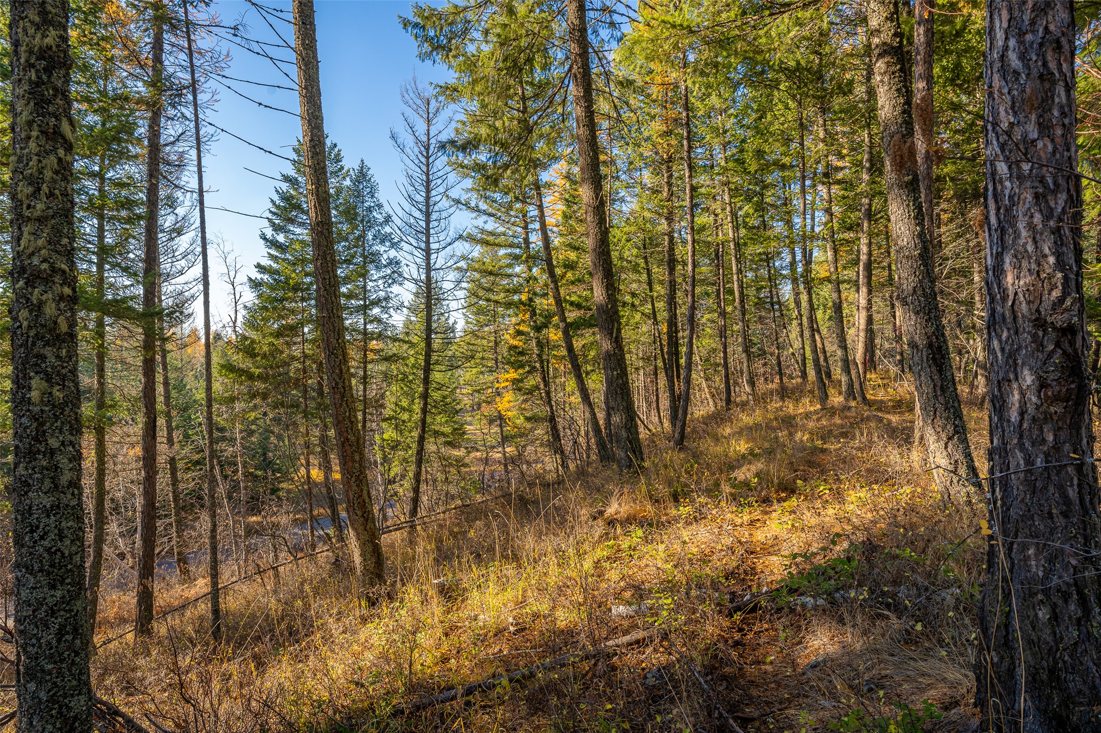 156 Peters Creek Way Property Photo 66