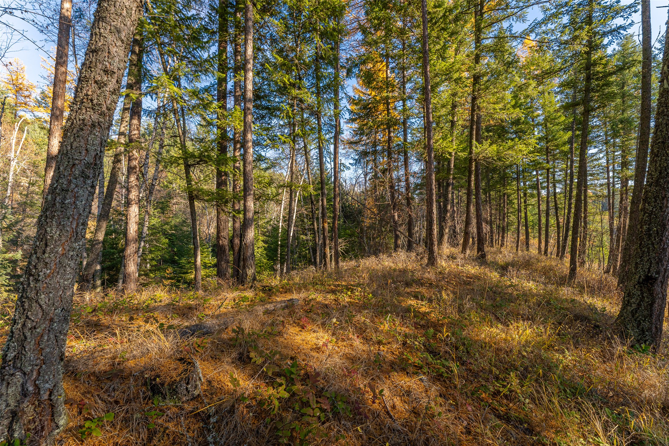 156 Peters Creek Way Property Photo 67