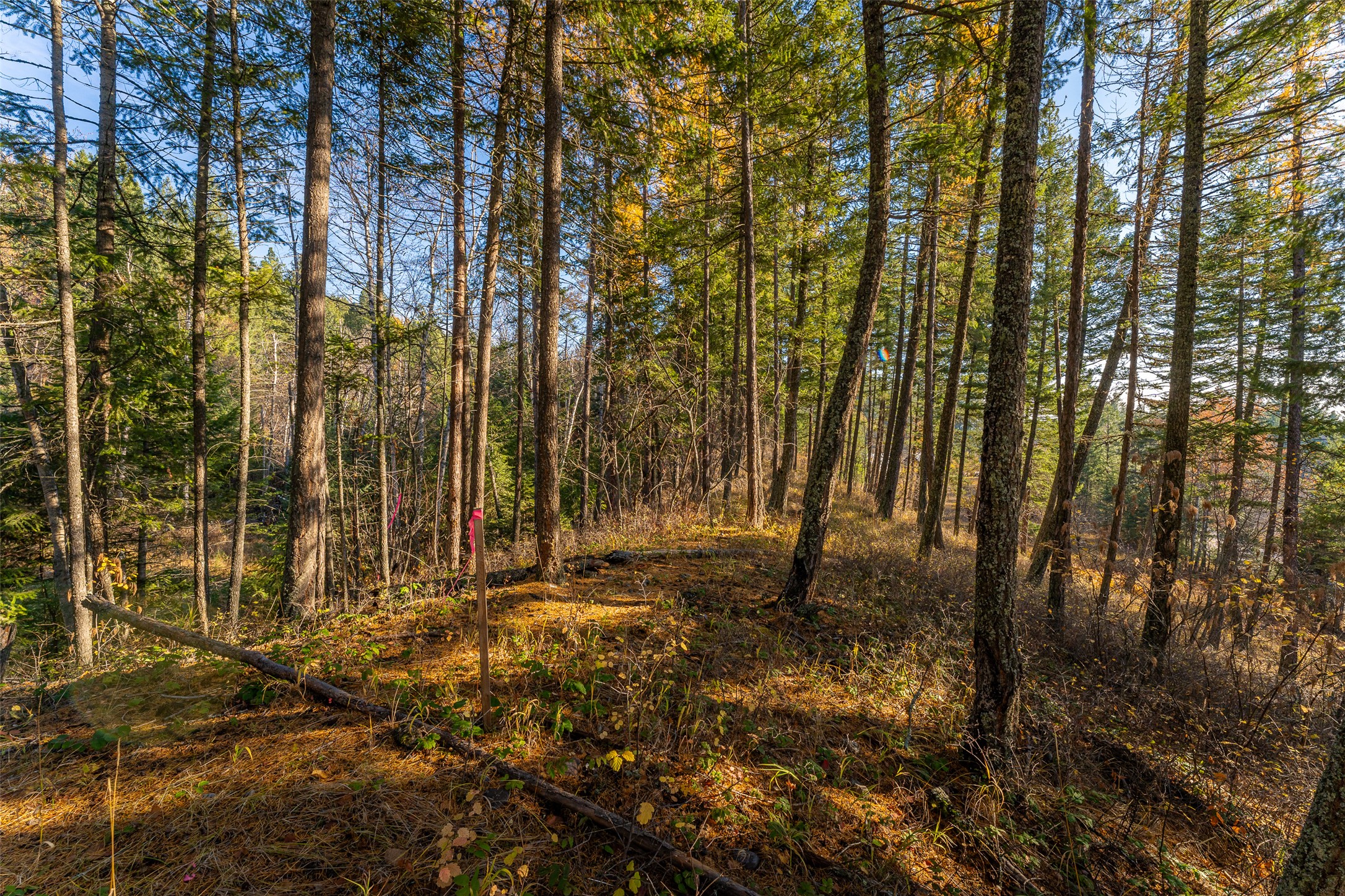 156 Peters Creek Way Property Photo 68