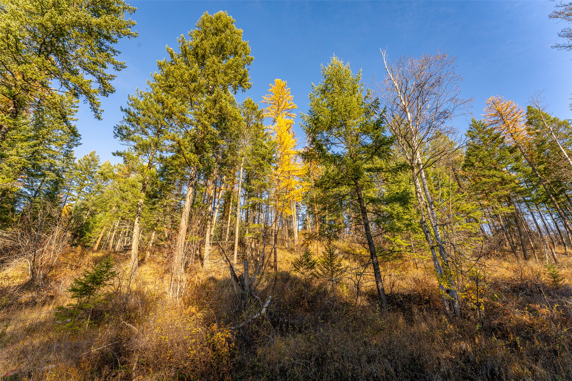 156 Peters Creek Way Property Photo 69