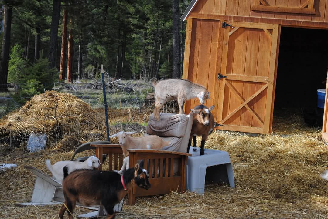 202 Packer Gulch Road Property Photo 3