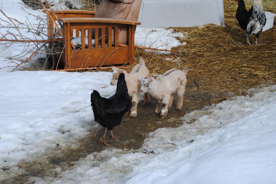 202 Packer Gulch Road Property Photo 4