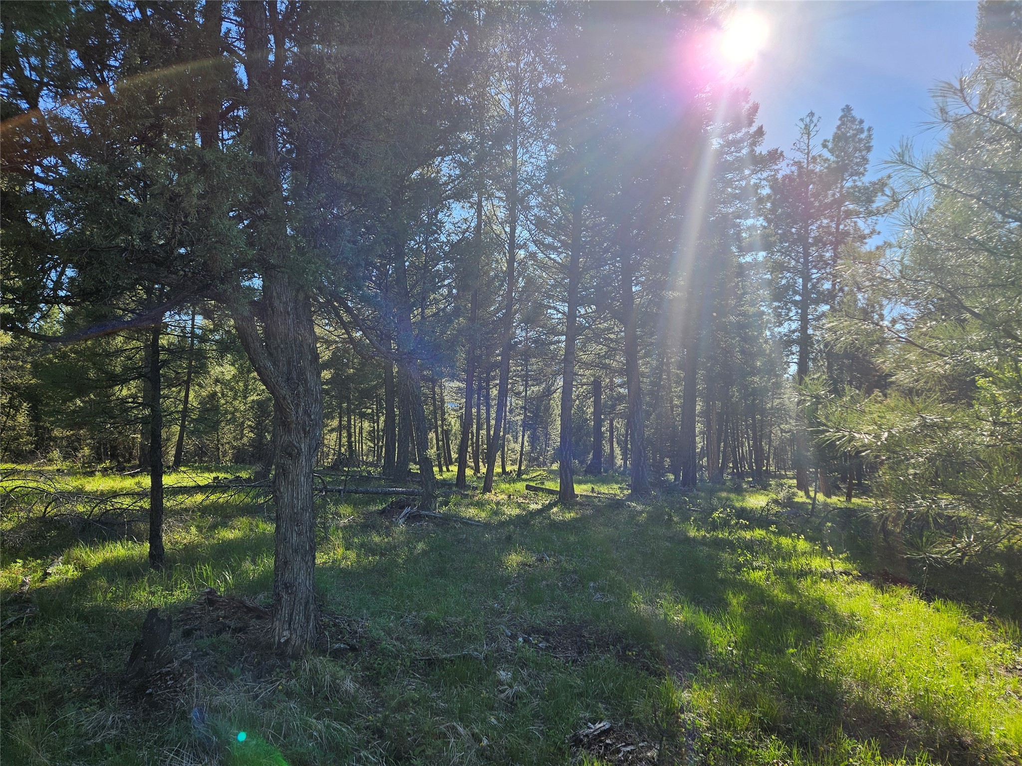 202 Packer Gulch Road Property Photo 11