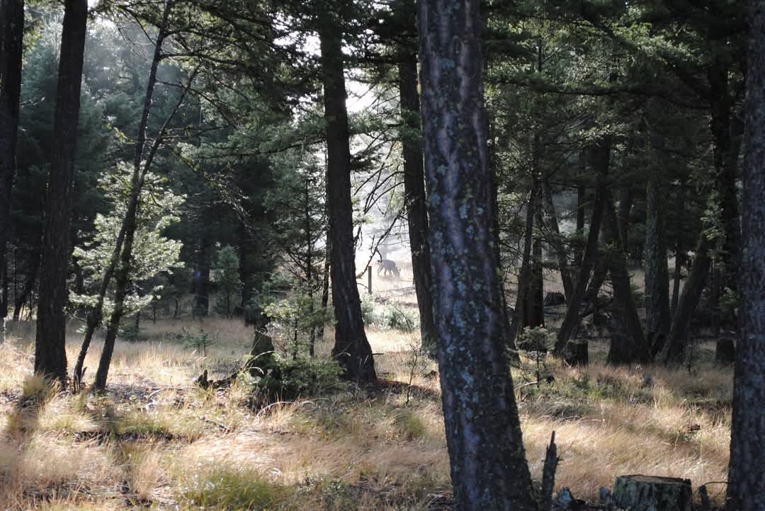 202 Packer Gulch Road Property Photo 13