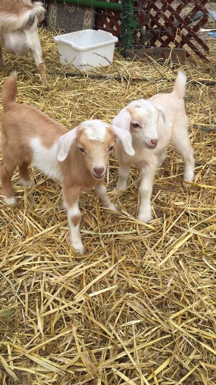 202 Packer Gulch Road Property Photo 14