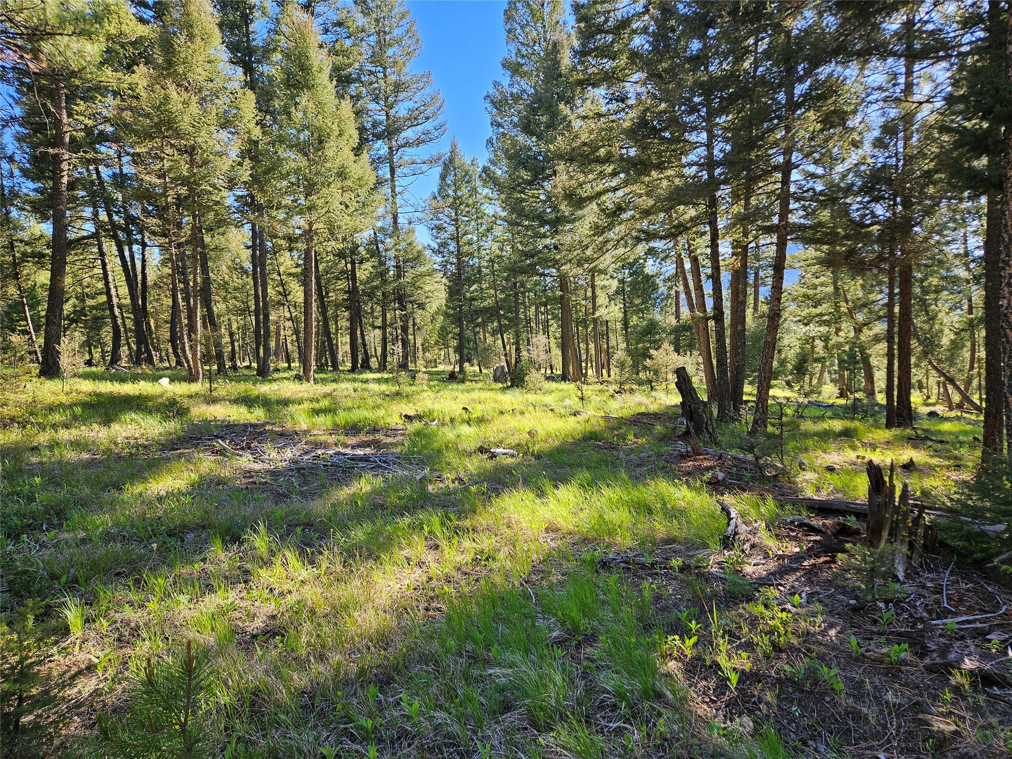 202 Packer Gulch Road Property Photo 16